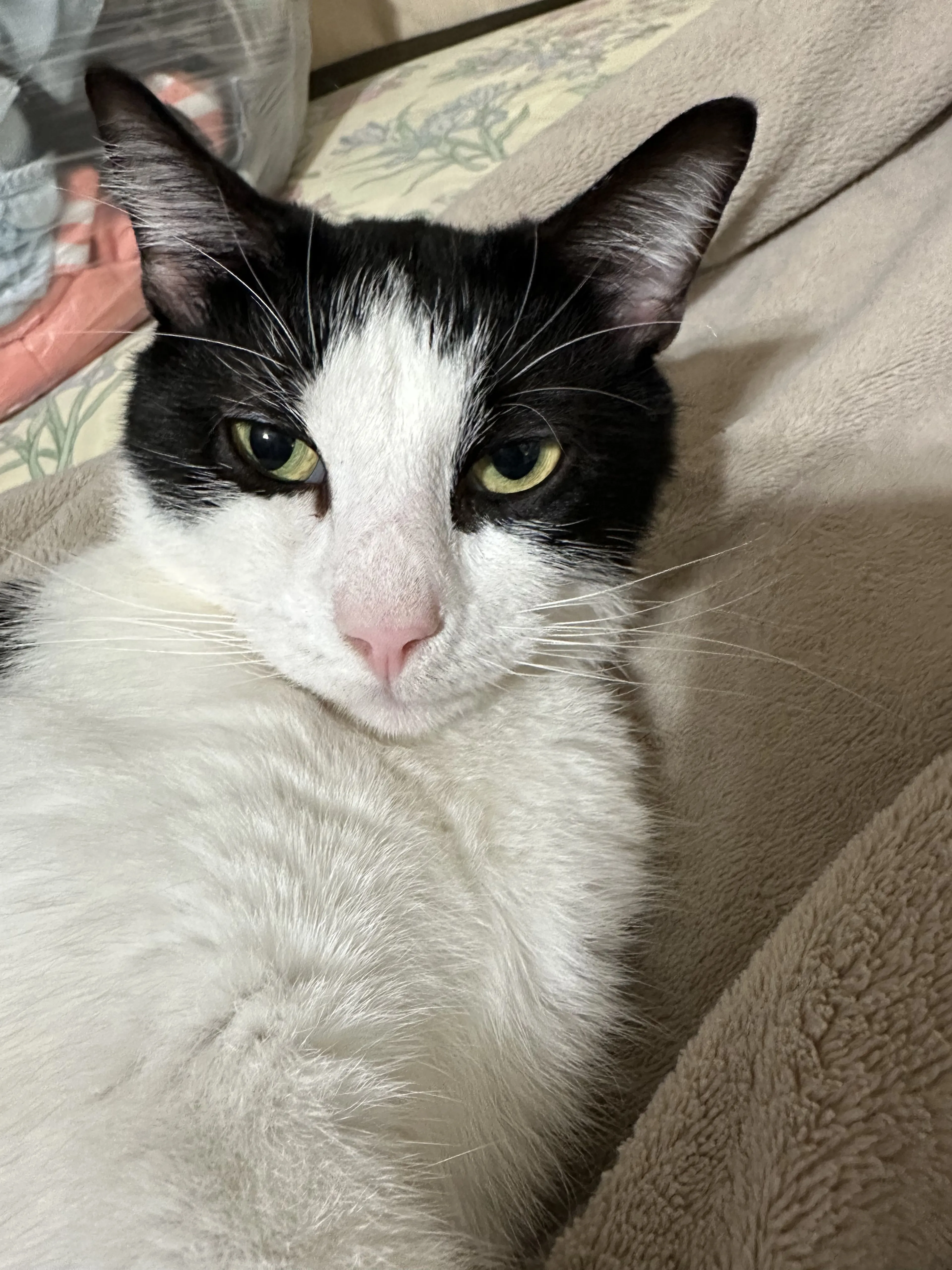 Lost pet-1