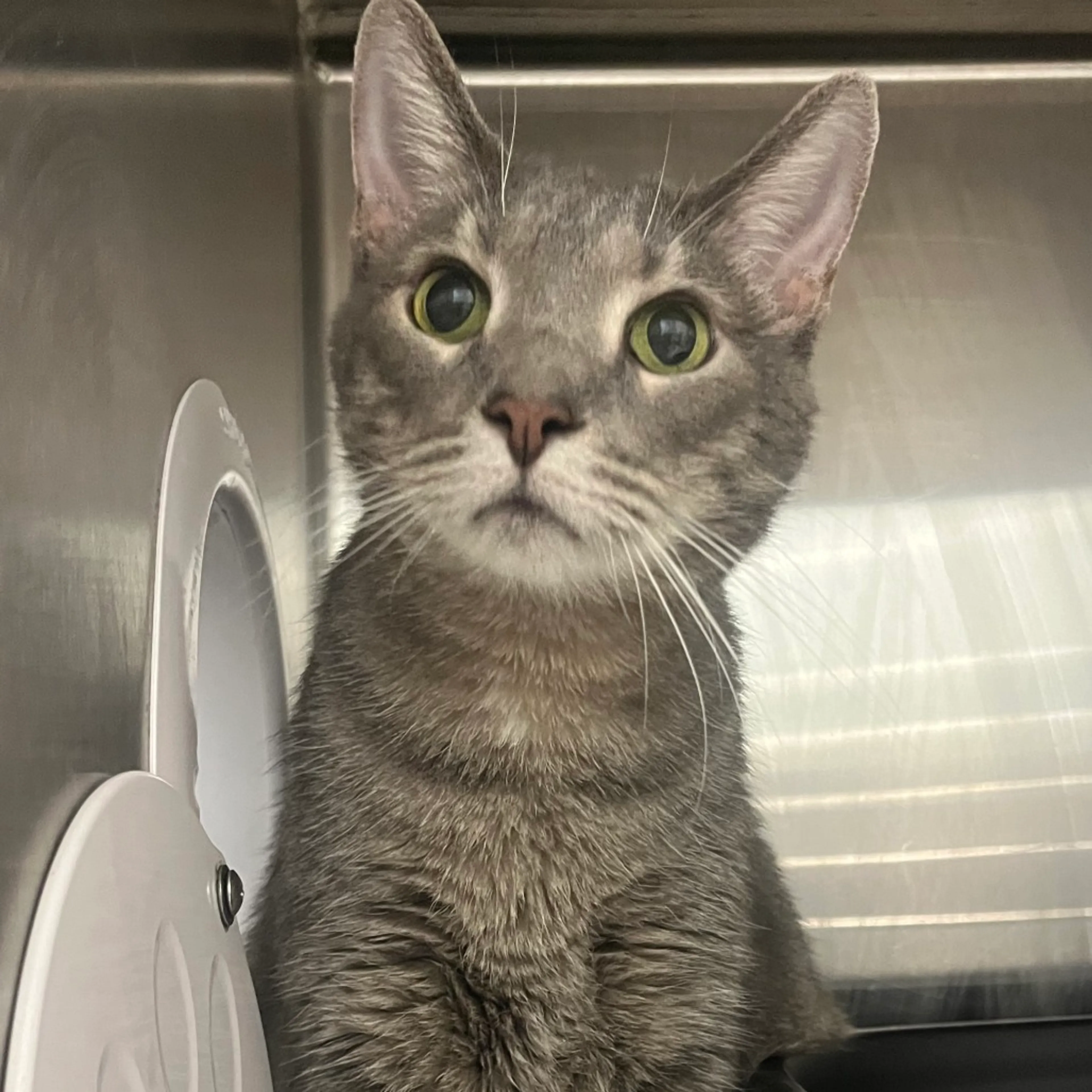 Found pet
