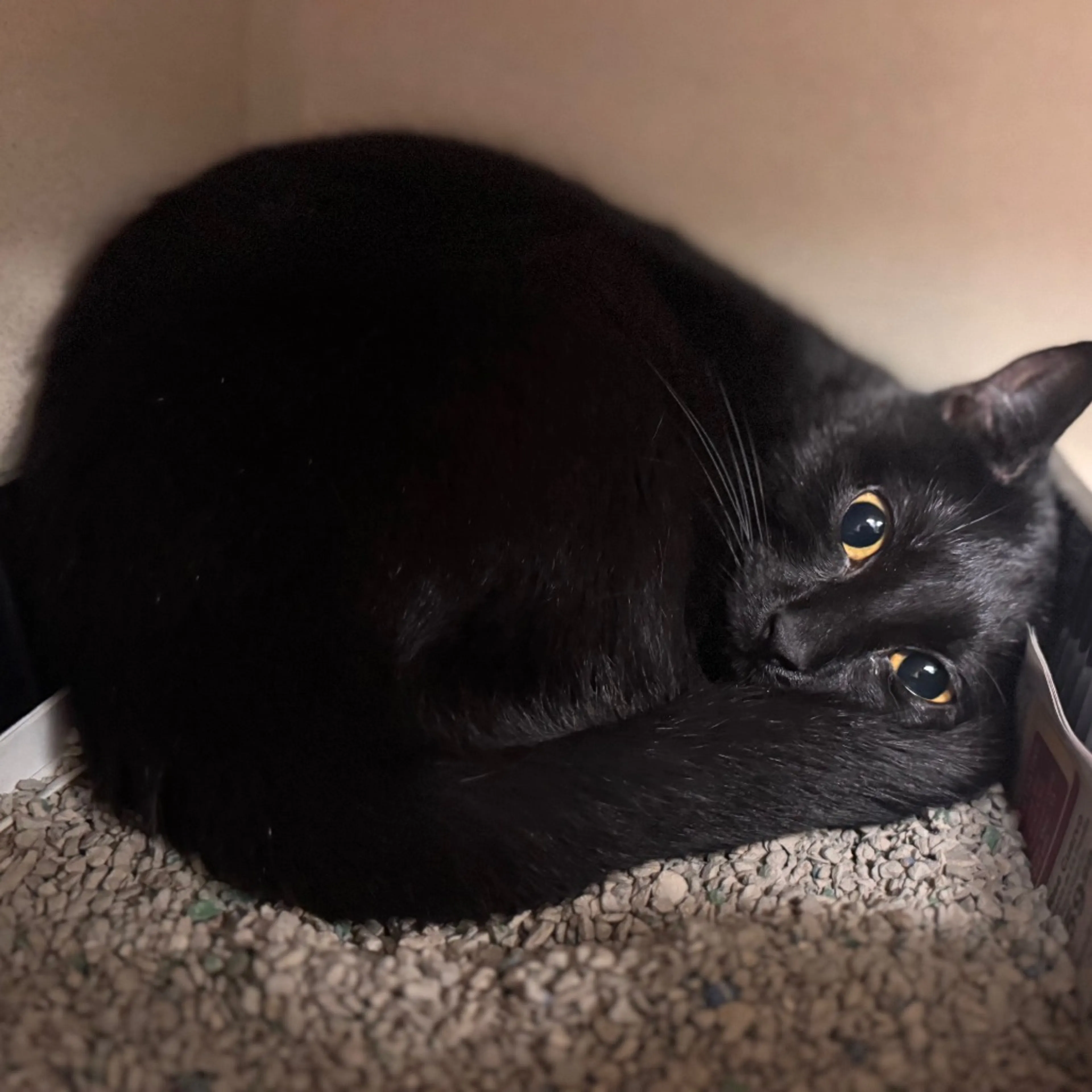 Found pet-1