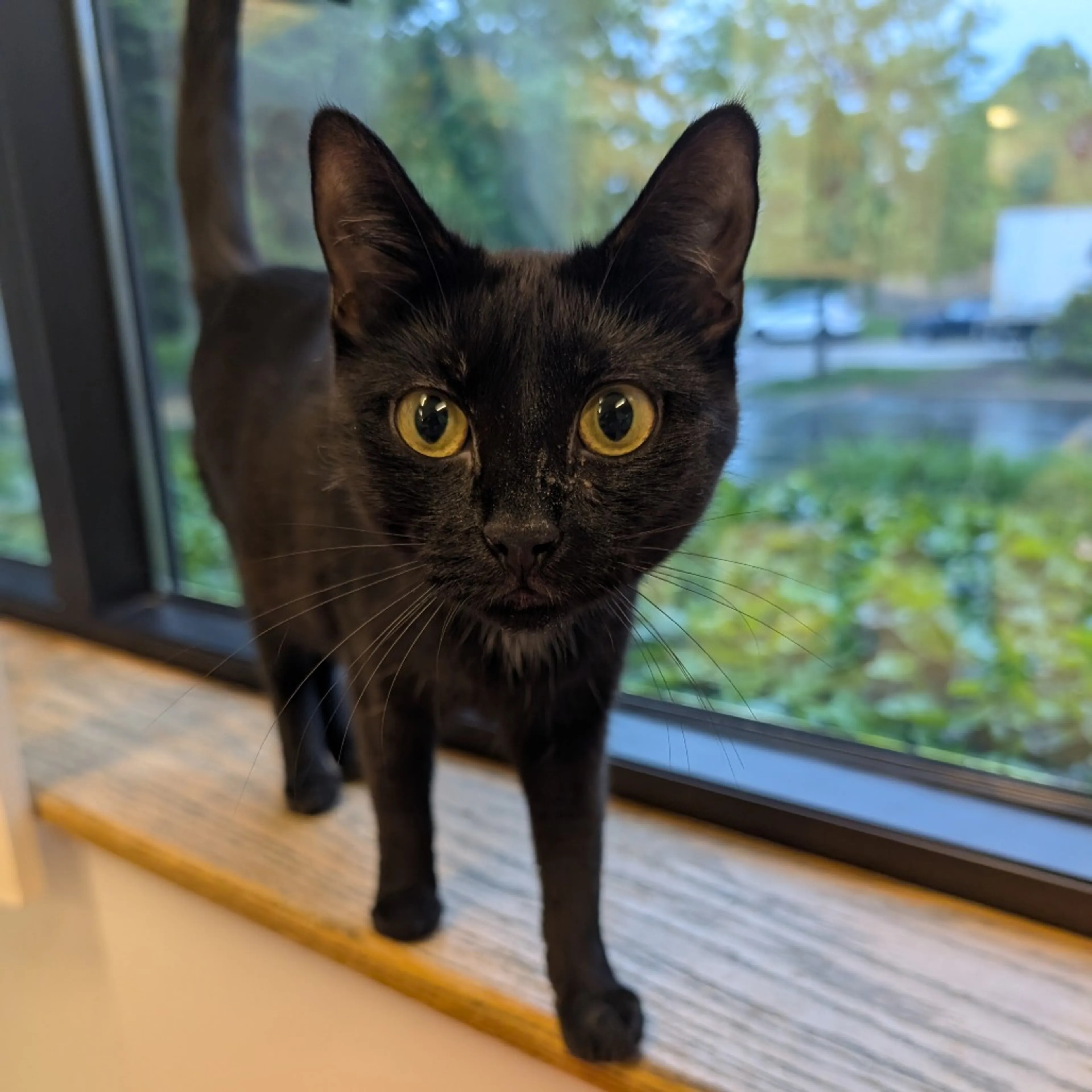 Found pet-0