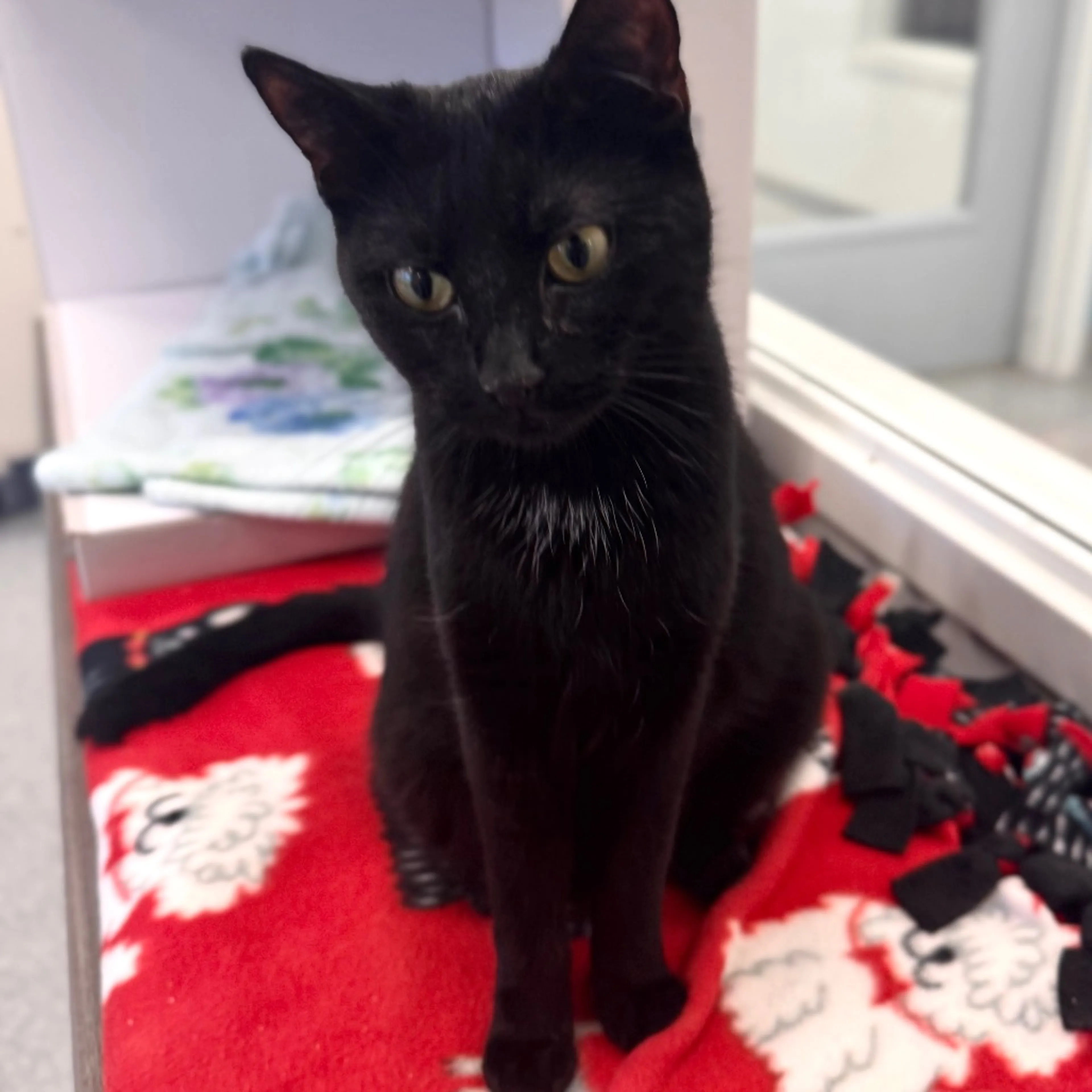 Found pet-4