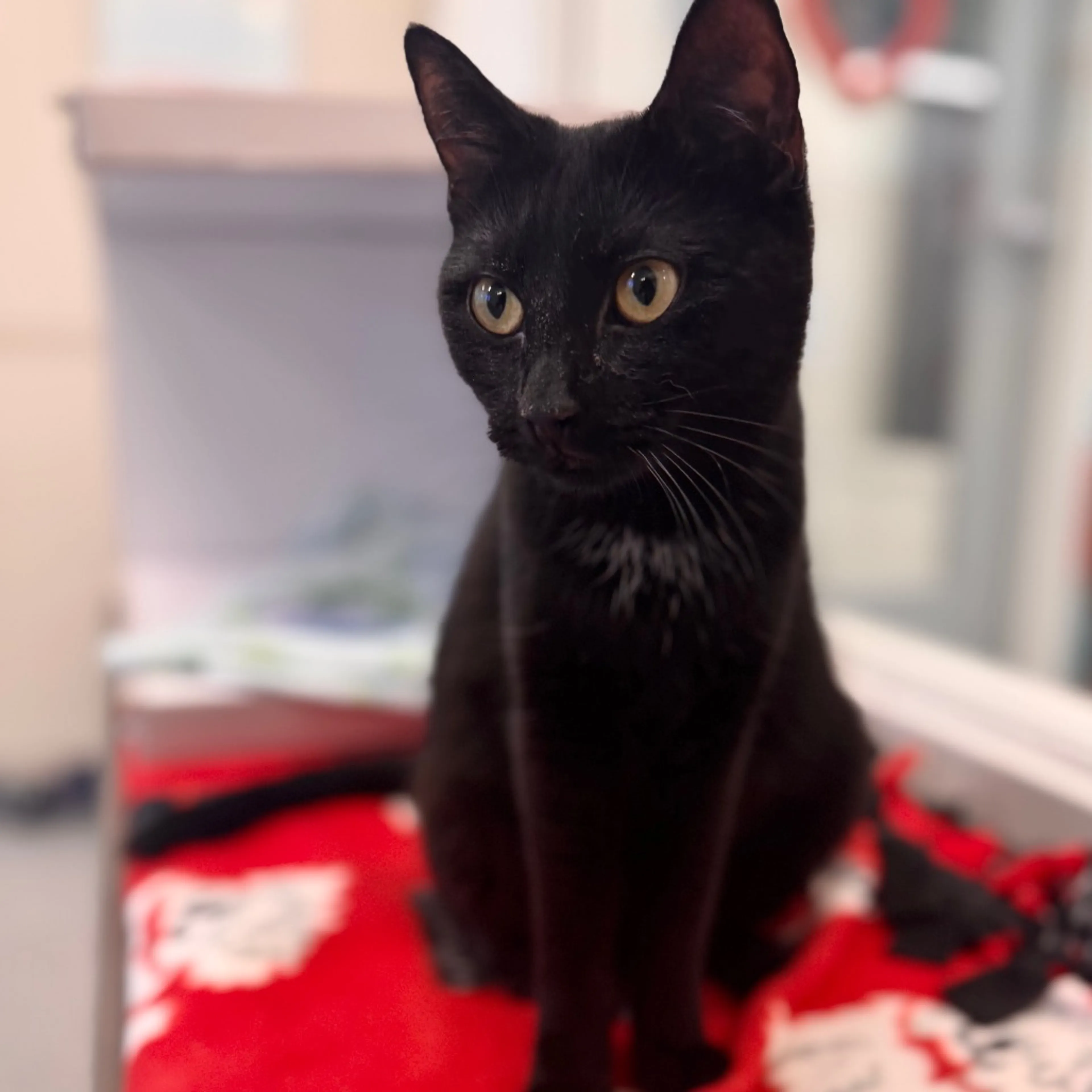 Found pet-0