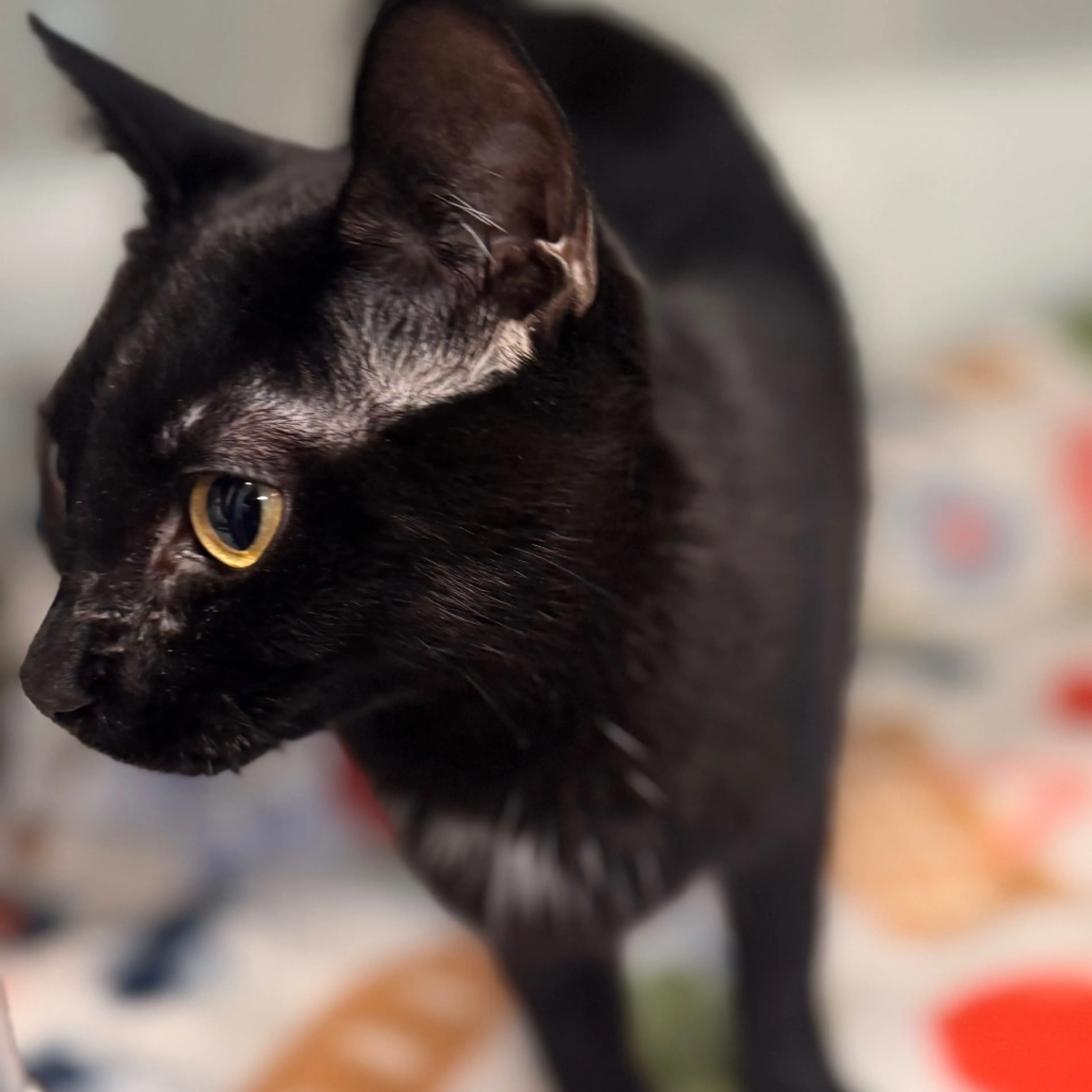 Found pet-2