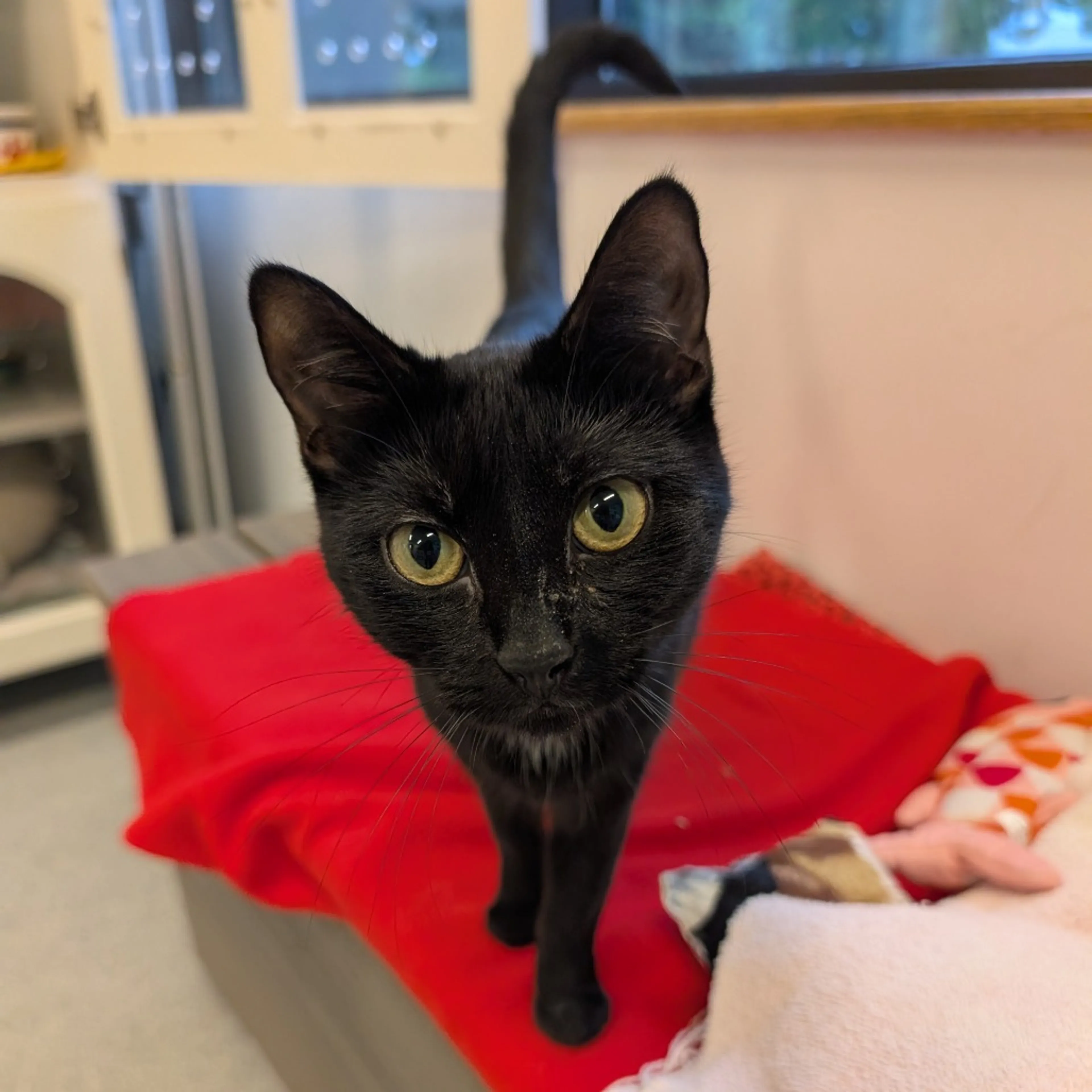 Found pet-2