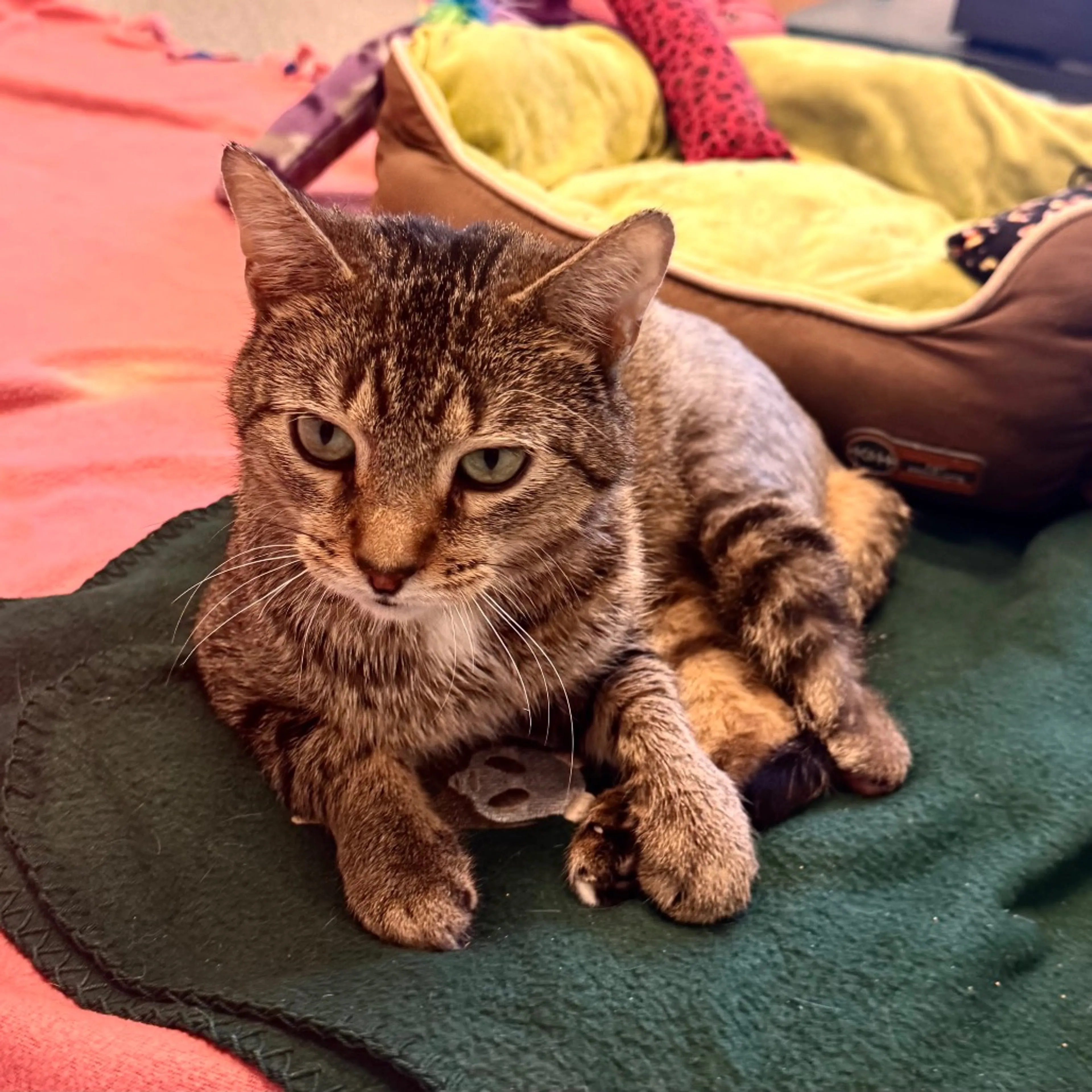 Found pet-6