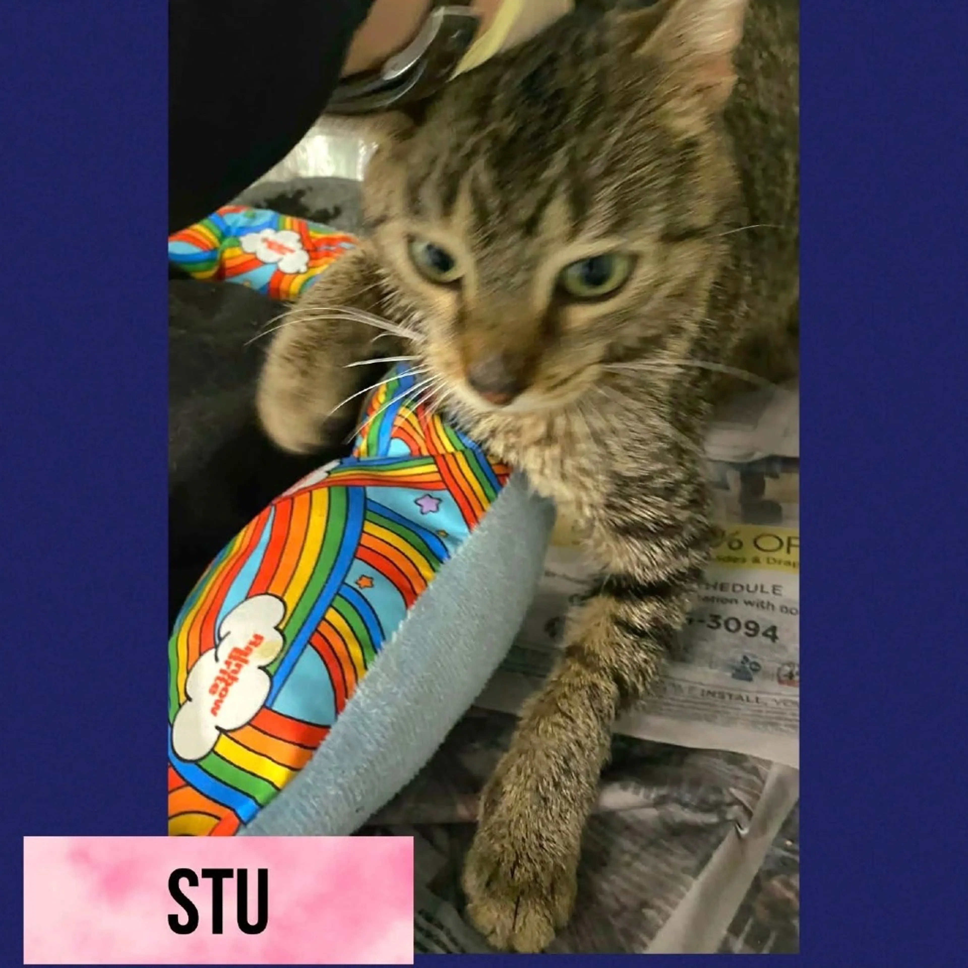 Found pet-1