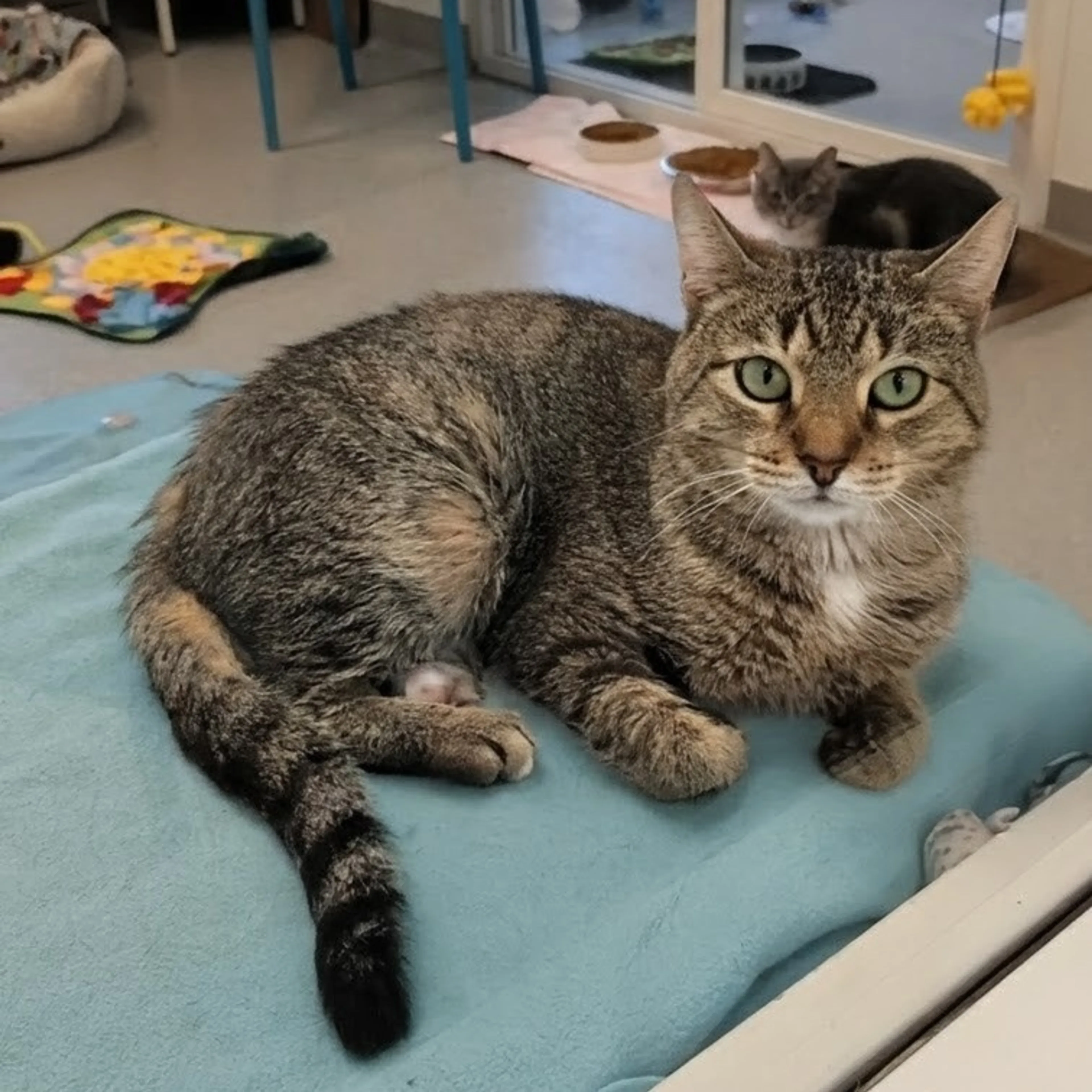 Found pet-5