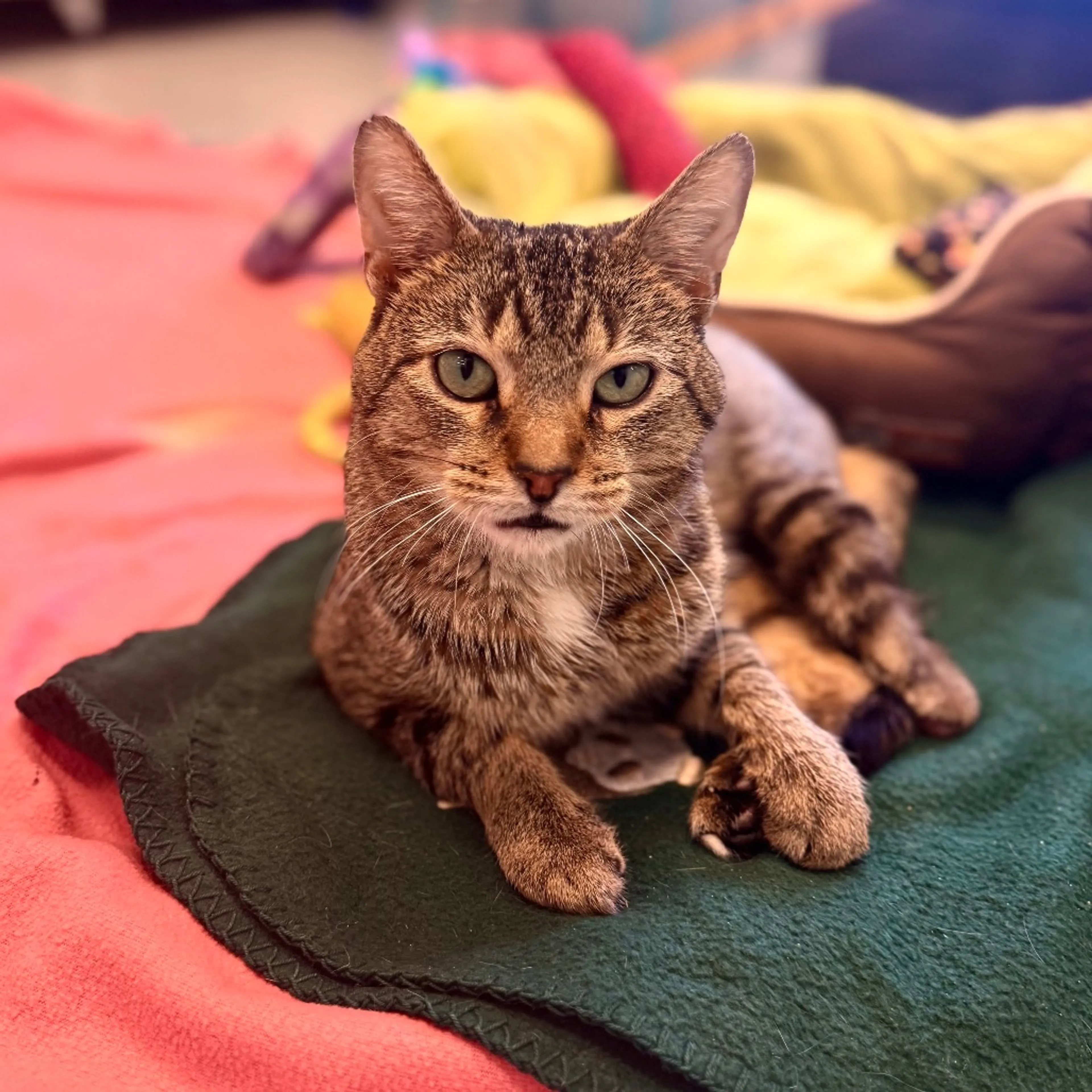 Found pet-0