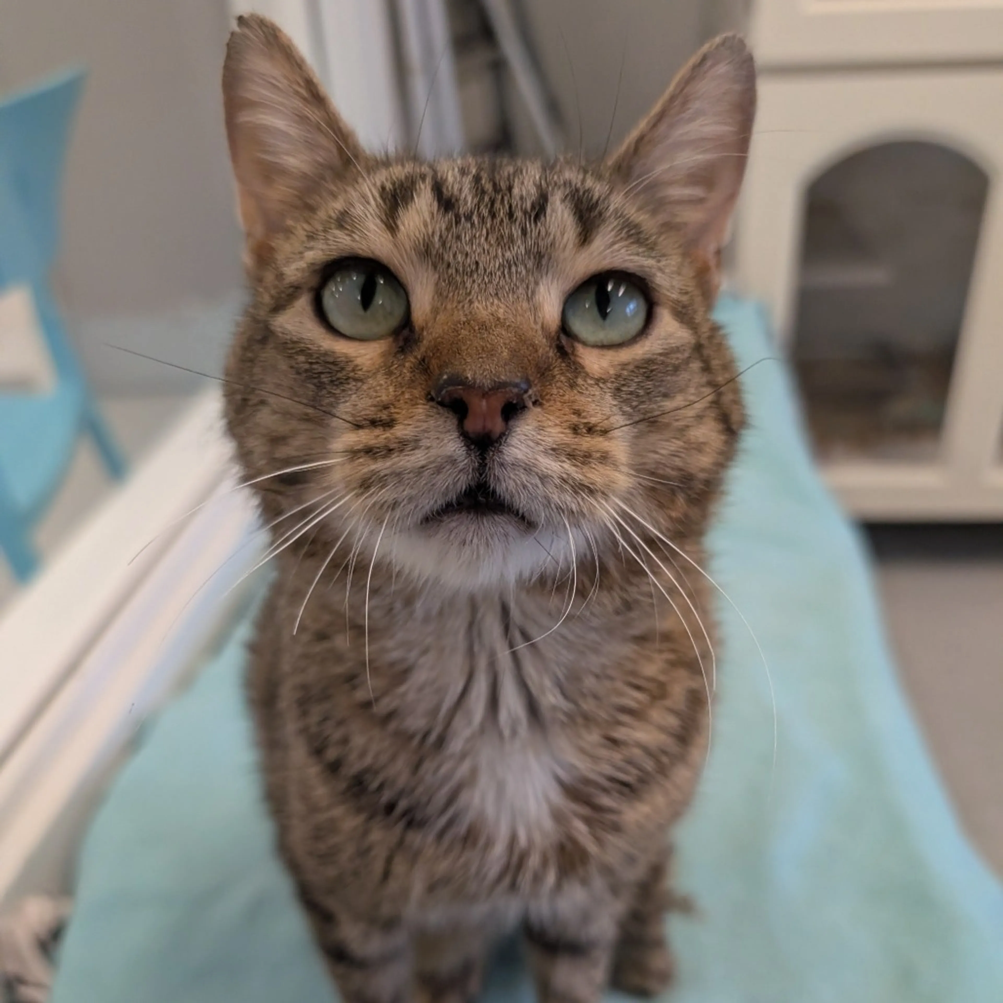 Found pet-4