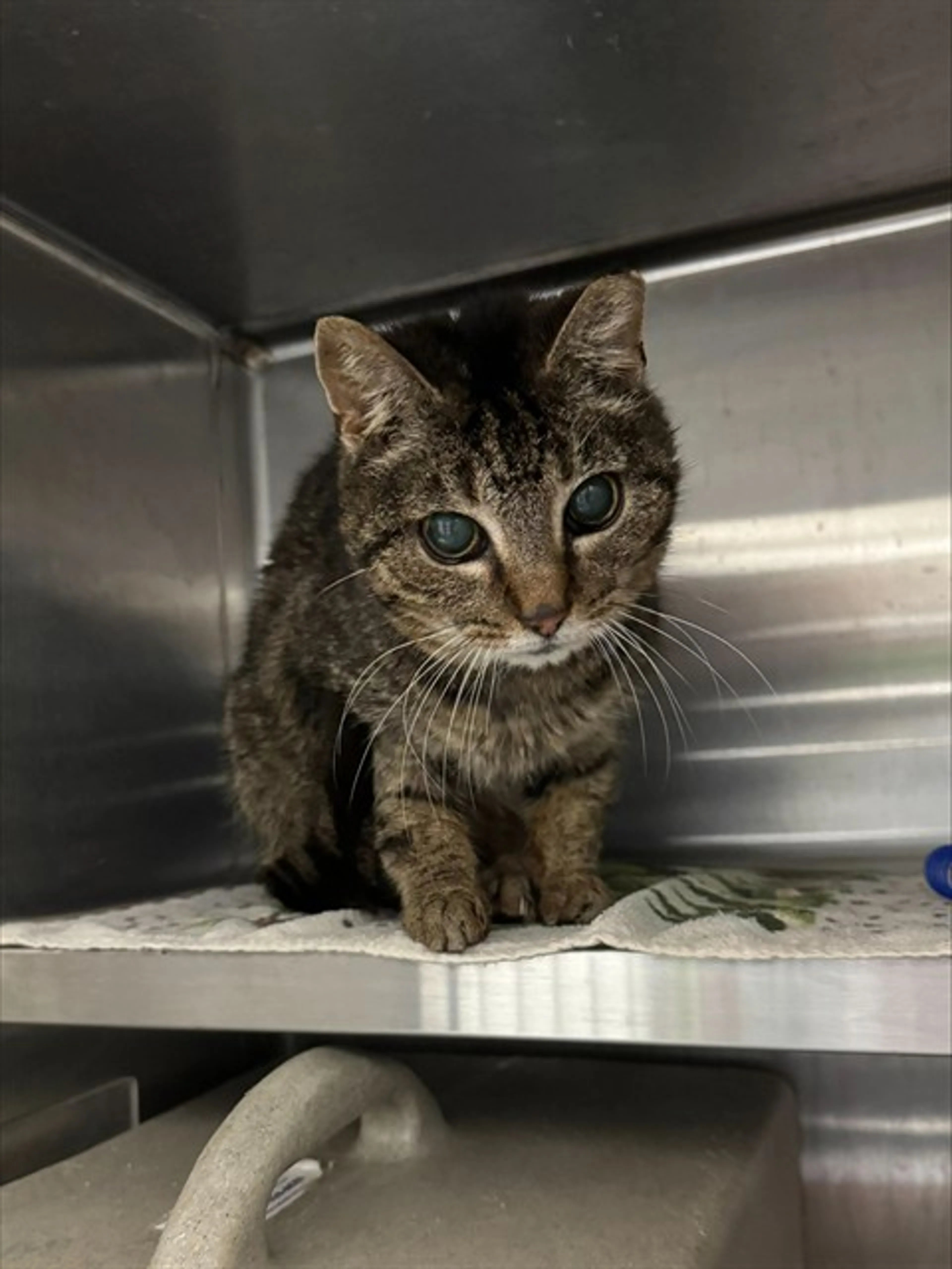 Found pet