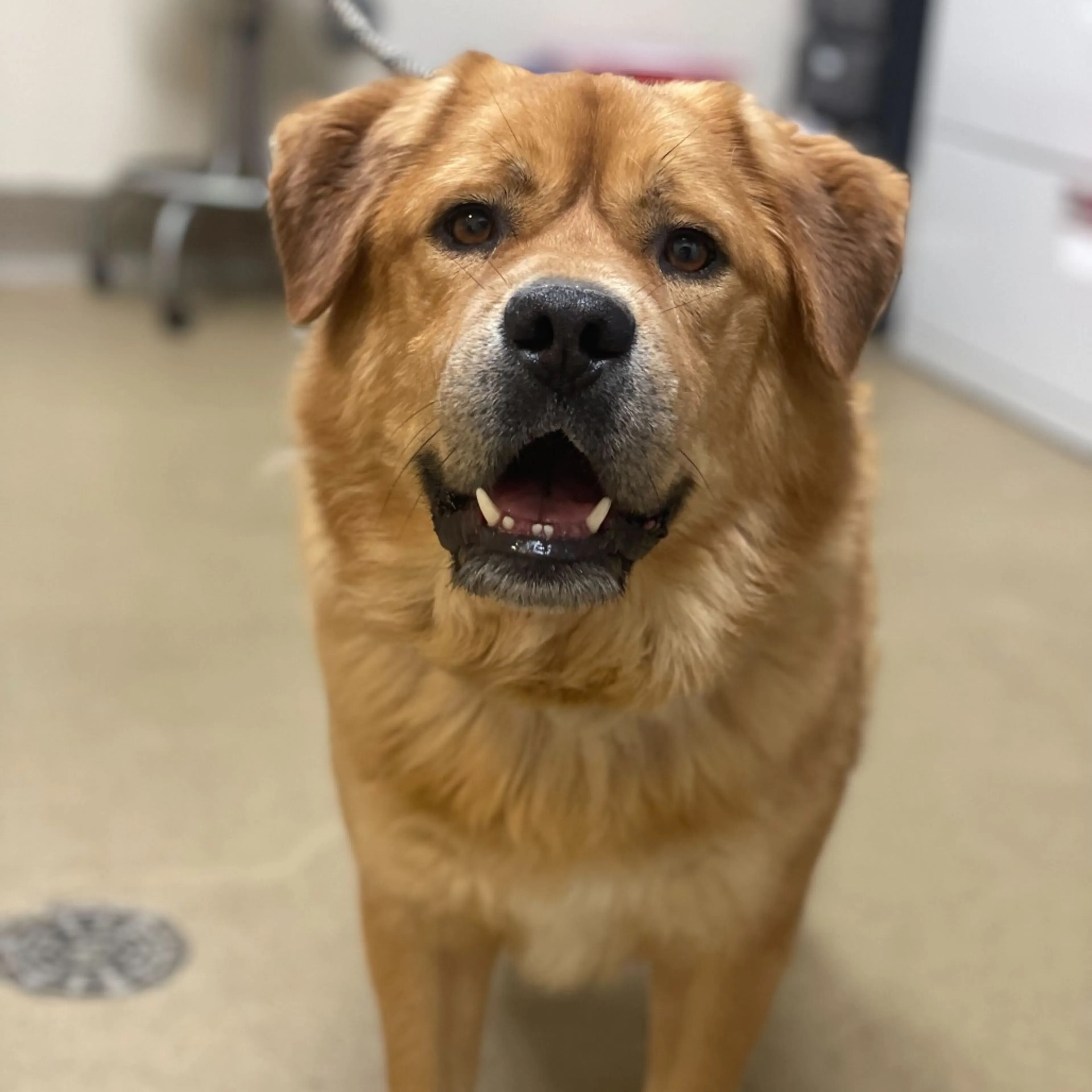 Found pet-1