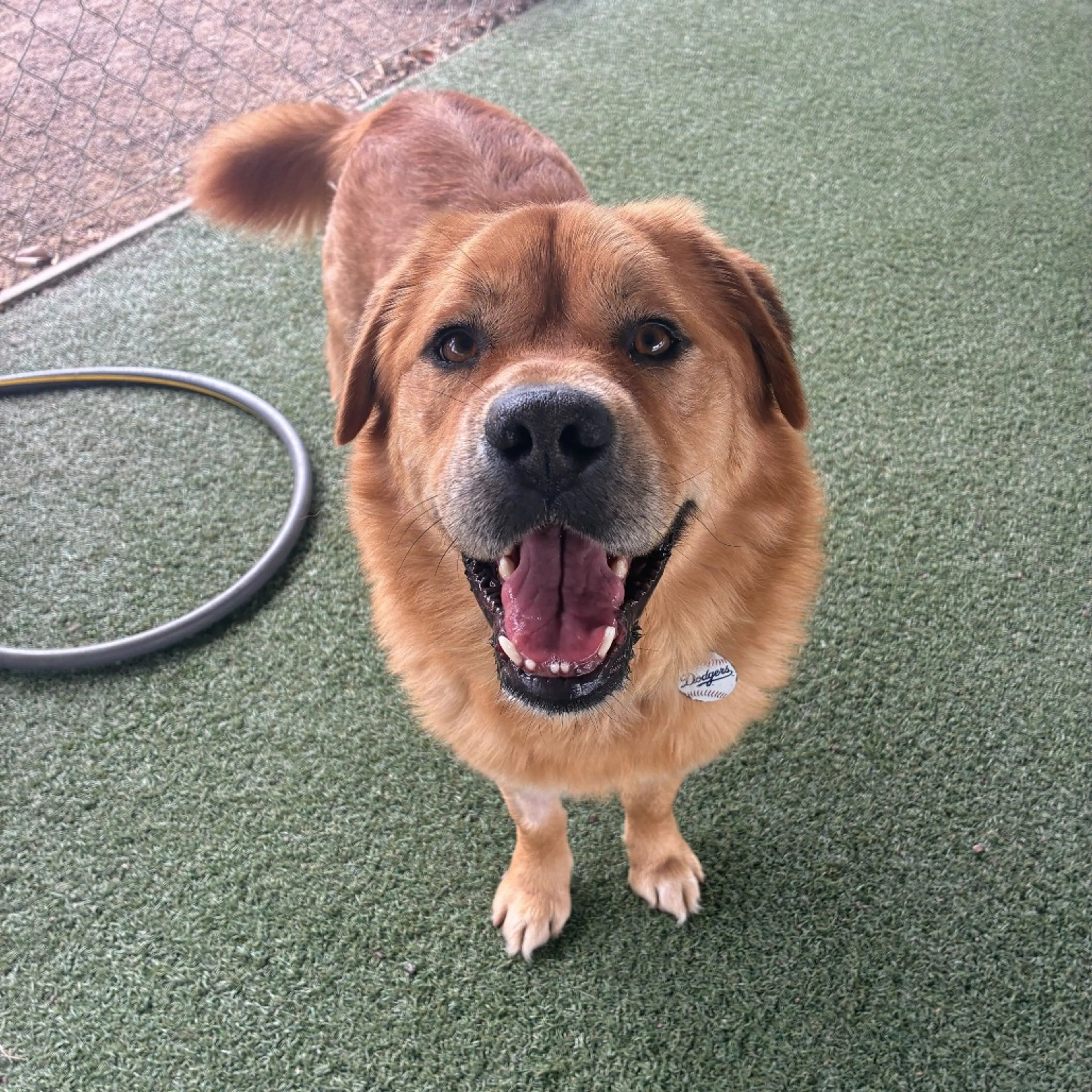 Found pet-3