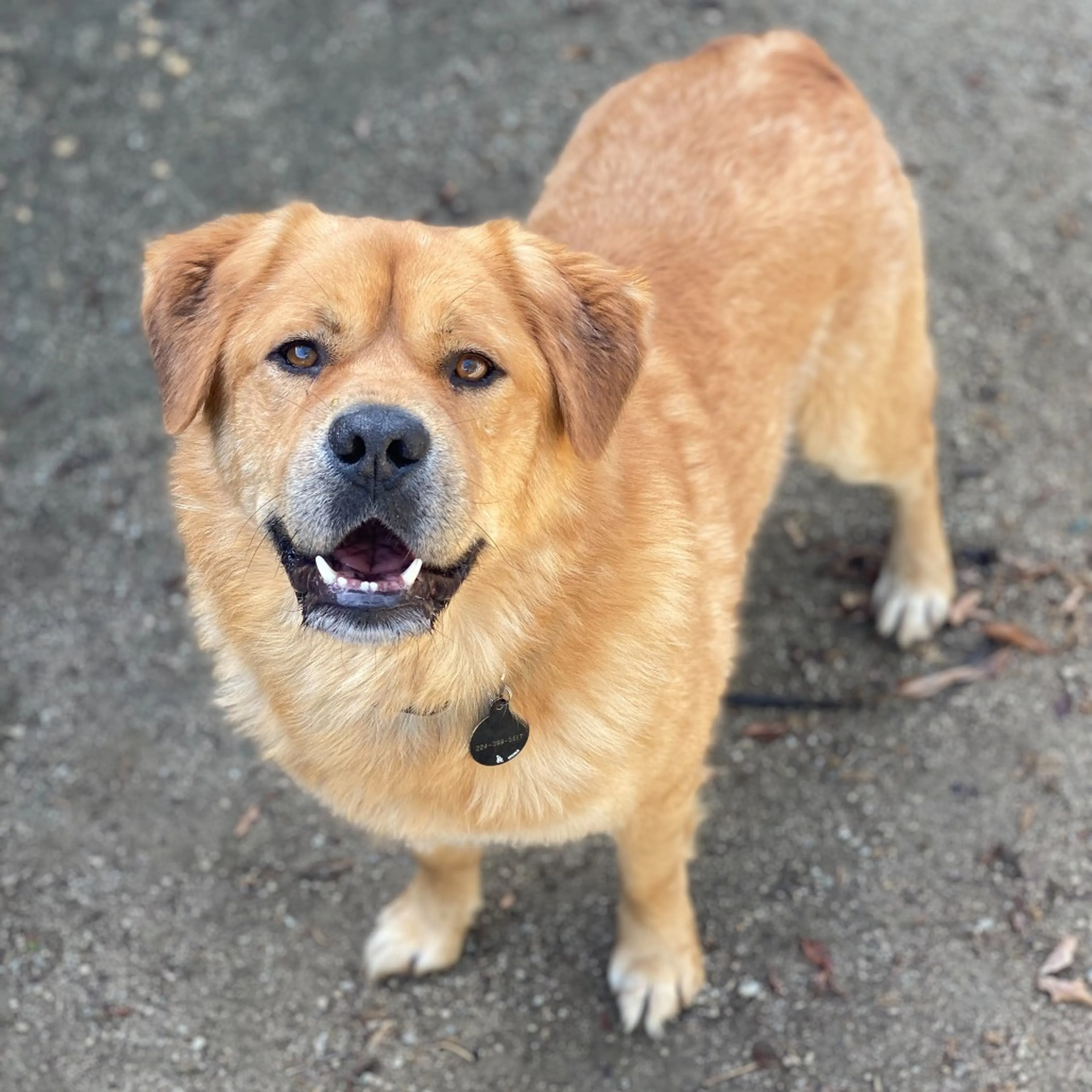Found pet-6