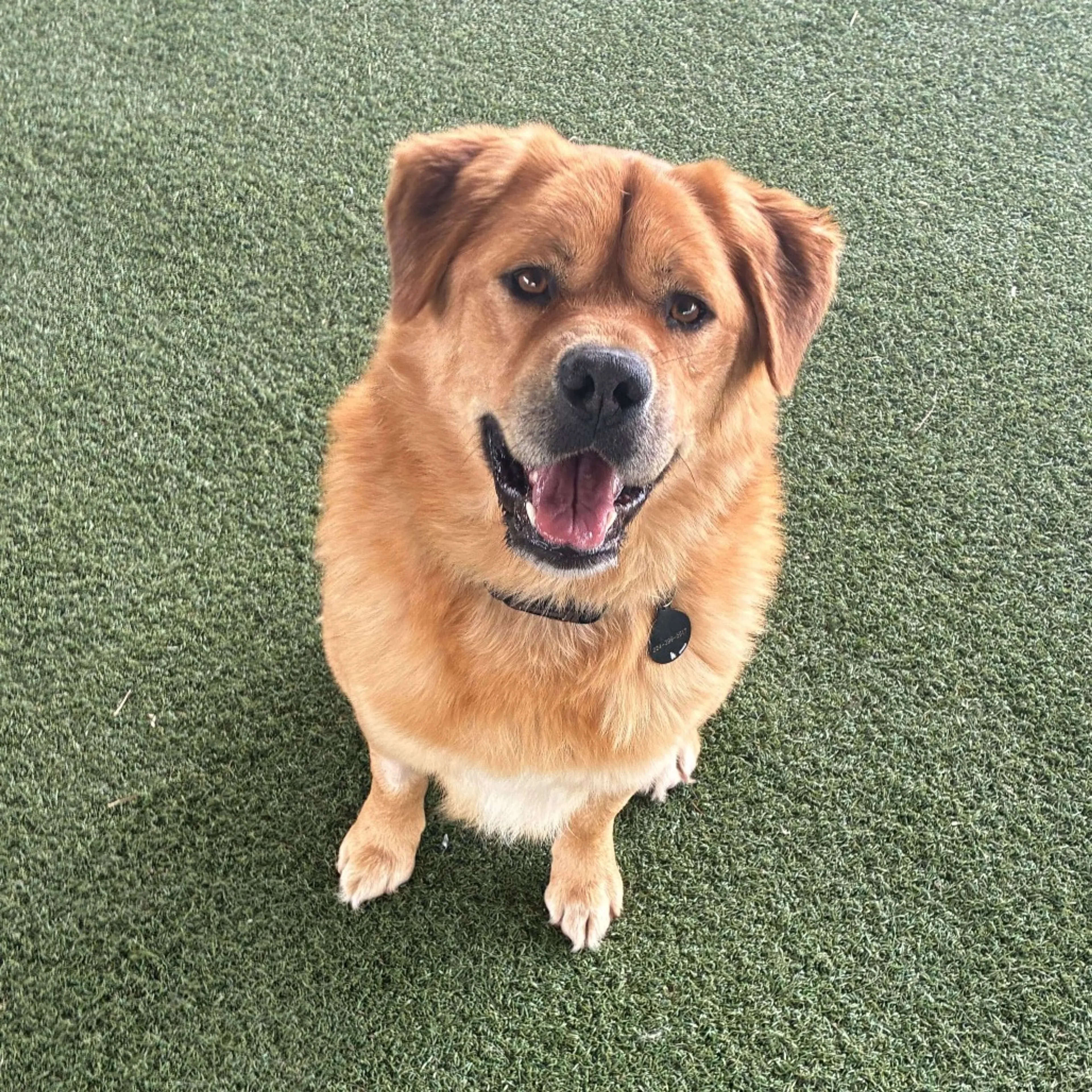 Found pet-2