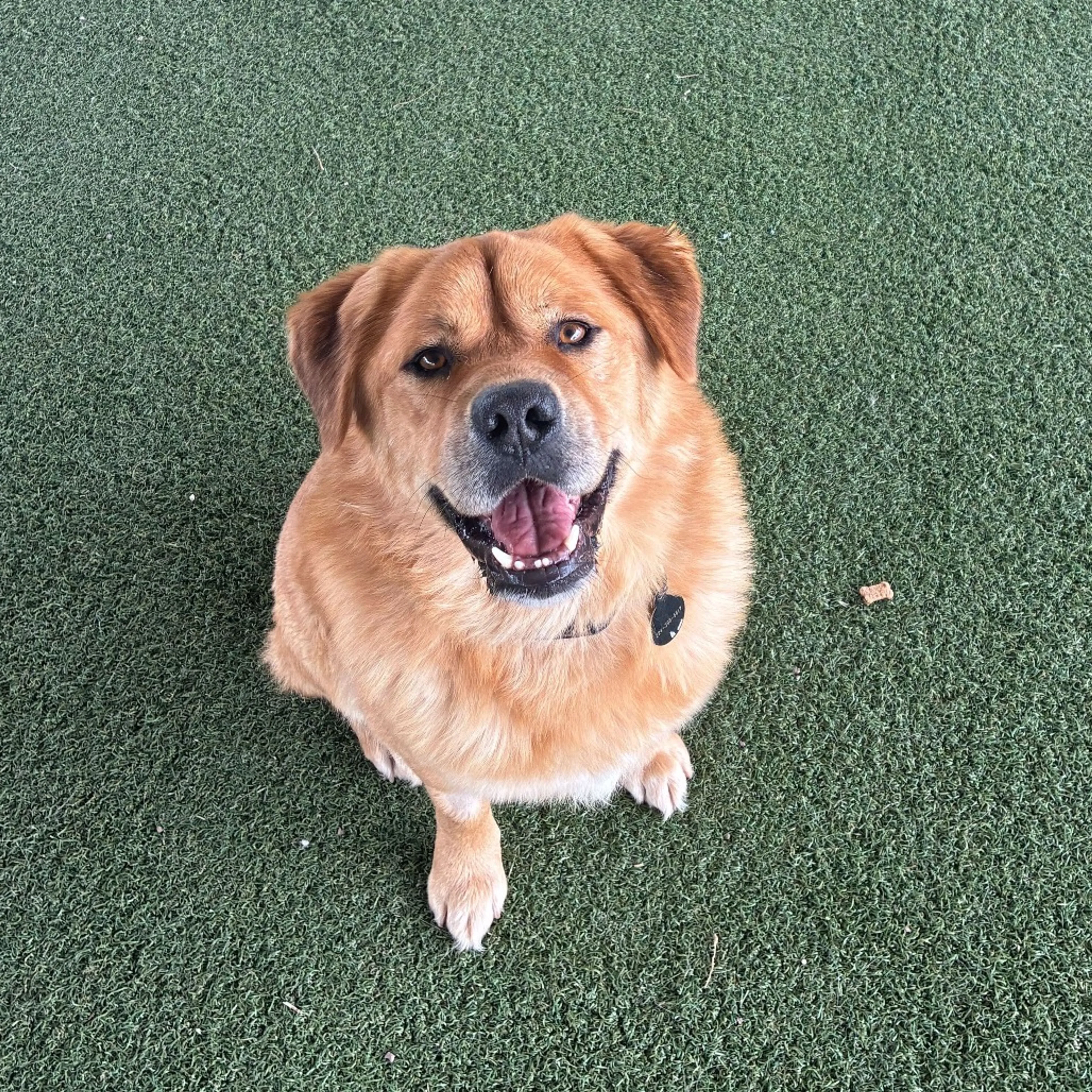 Found pet-4
