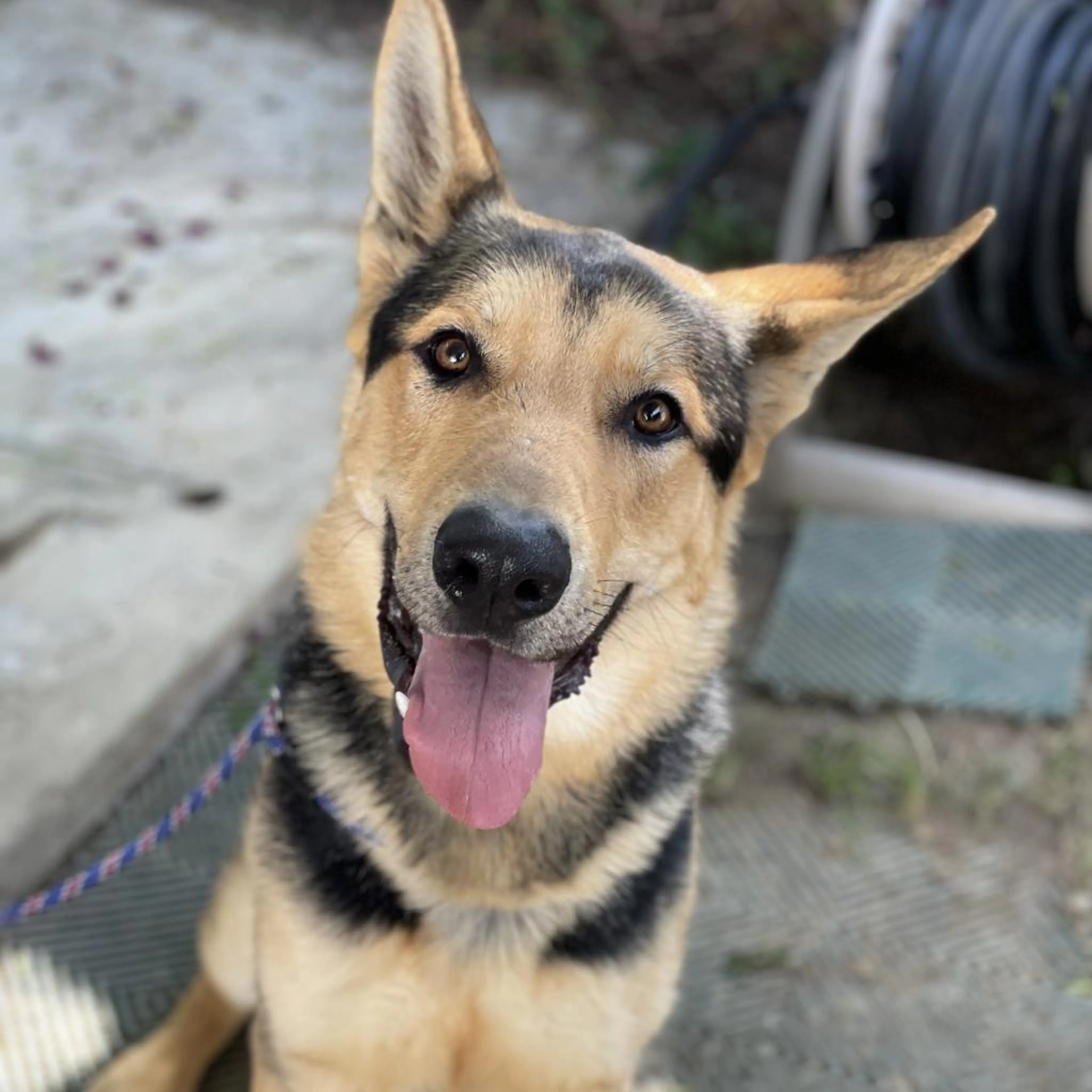 Found pet-1