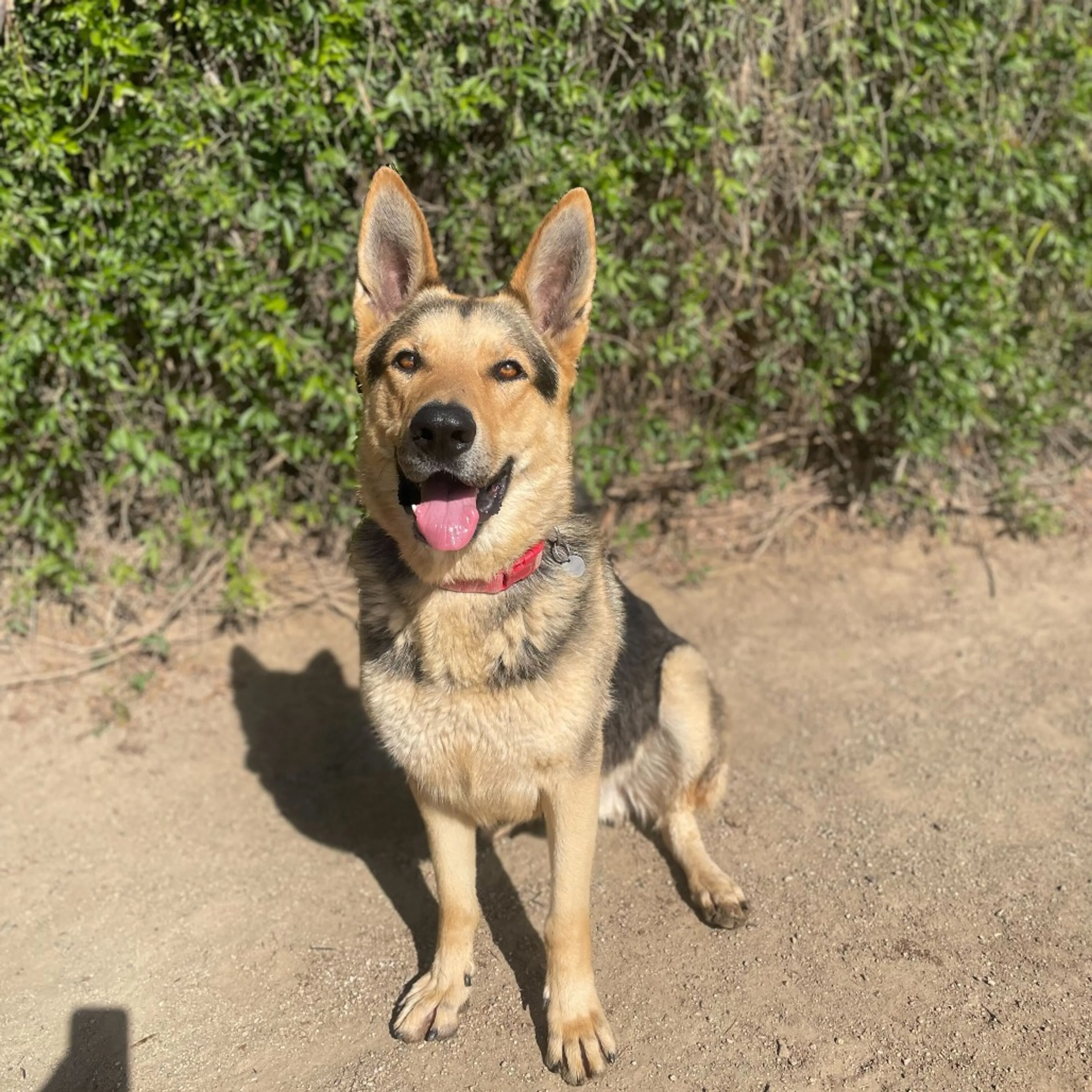 Found pet-5