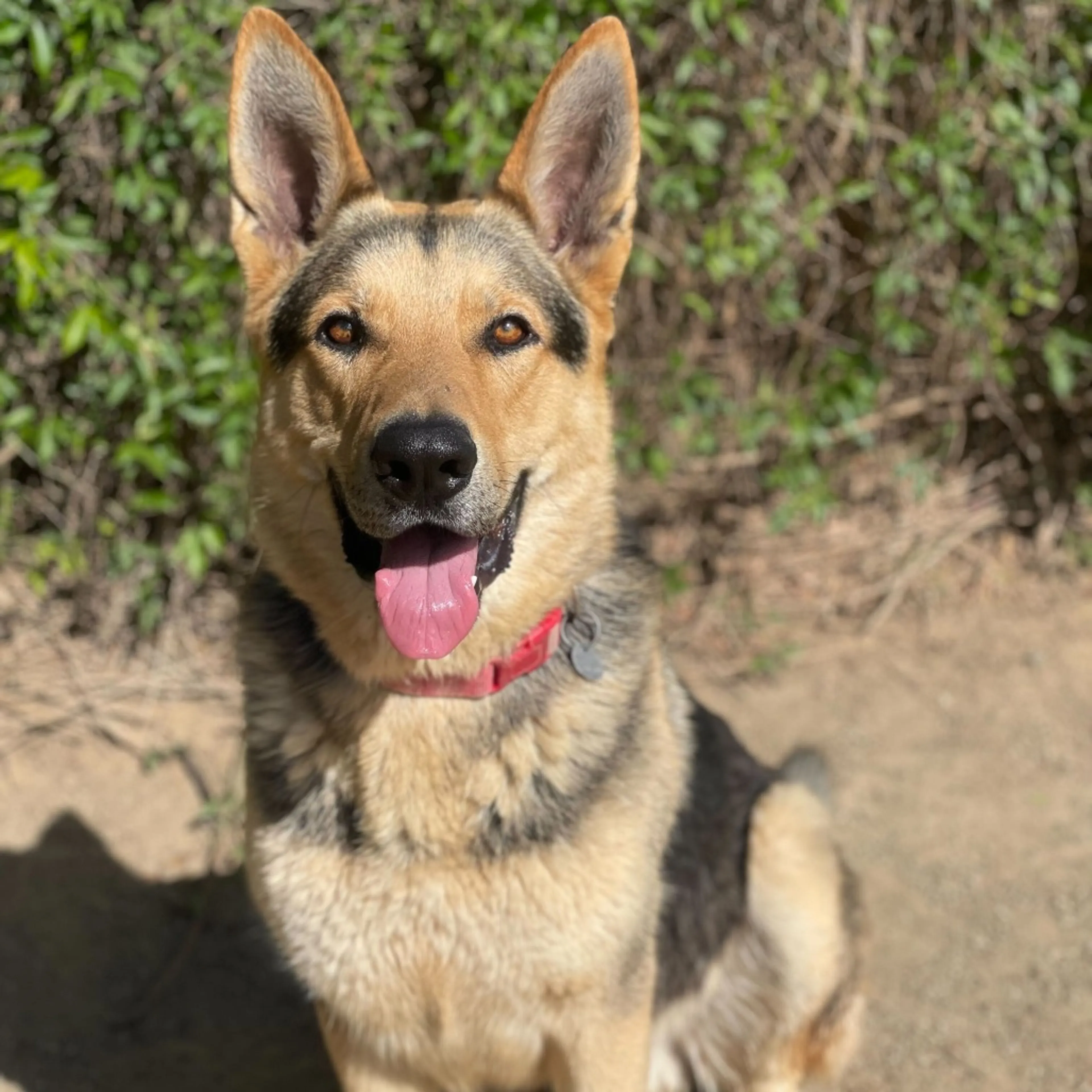 Found pet-4