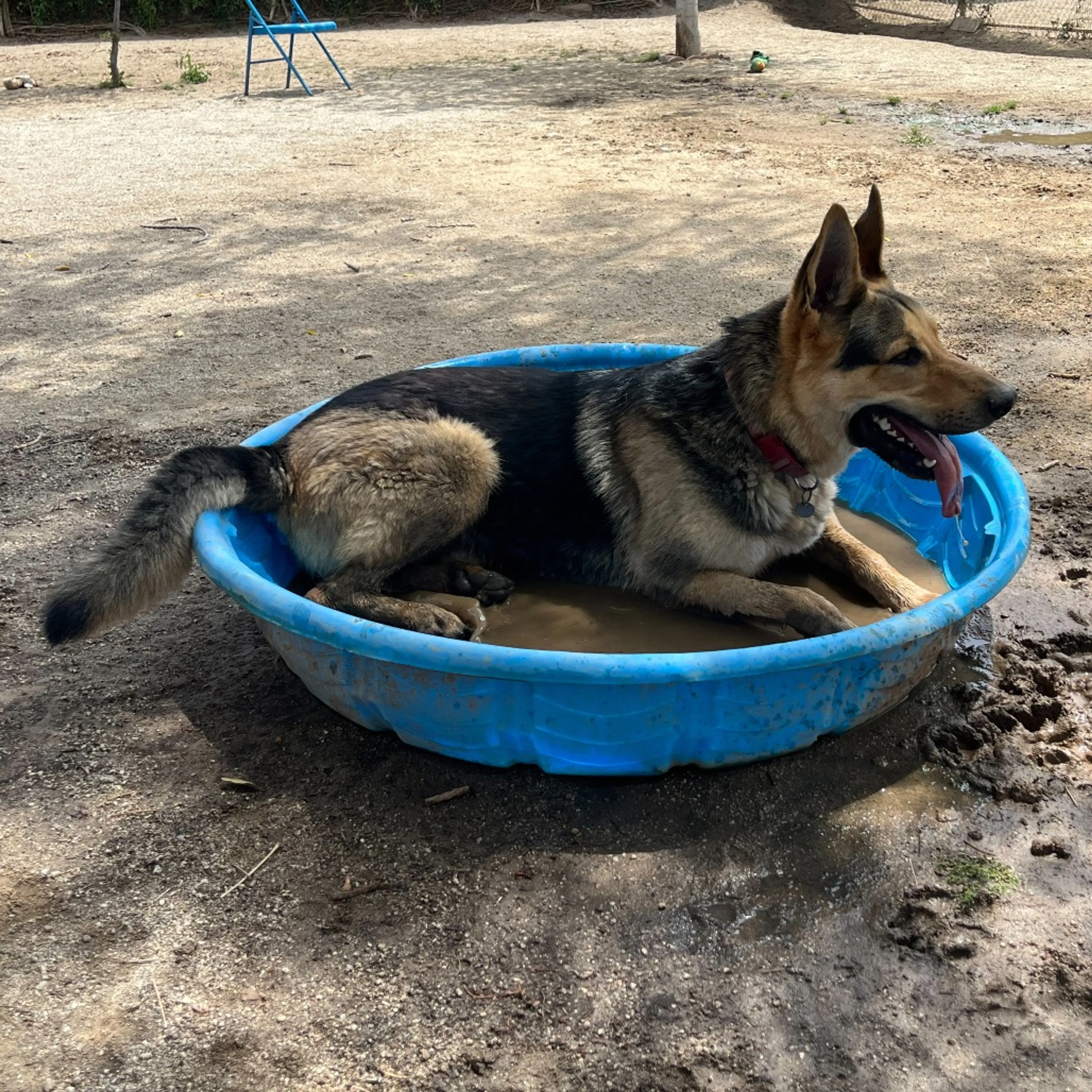 Found pet-7
