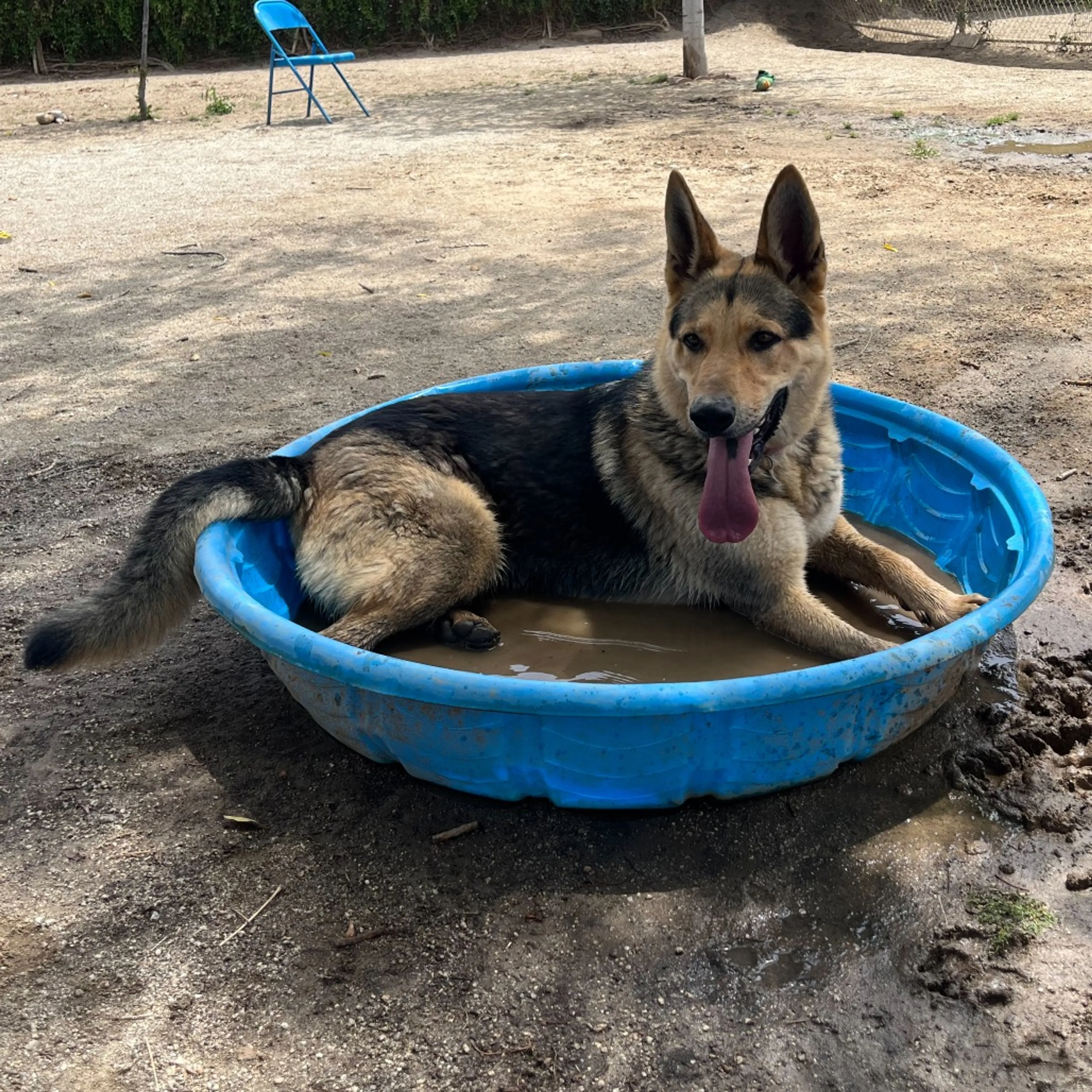 Found pet-6