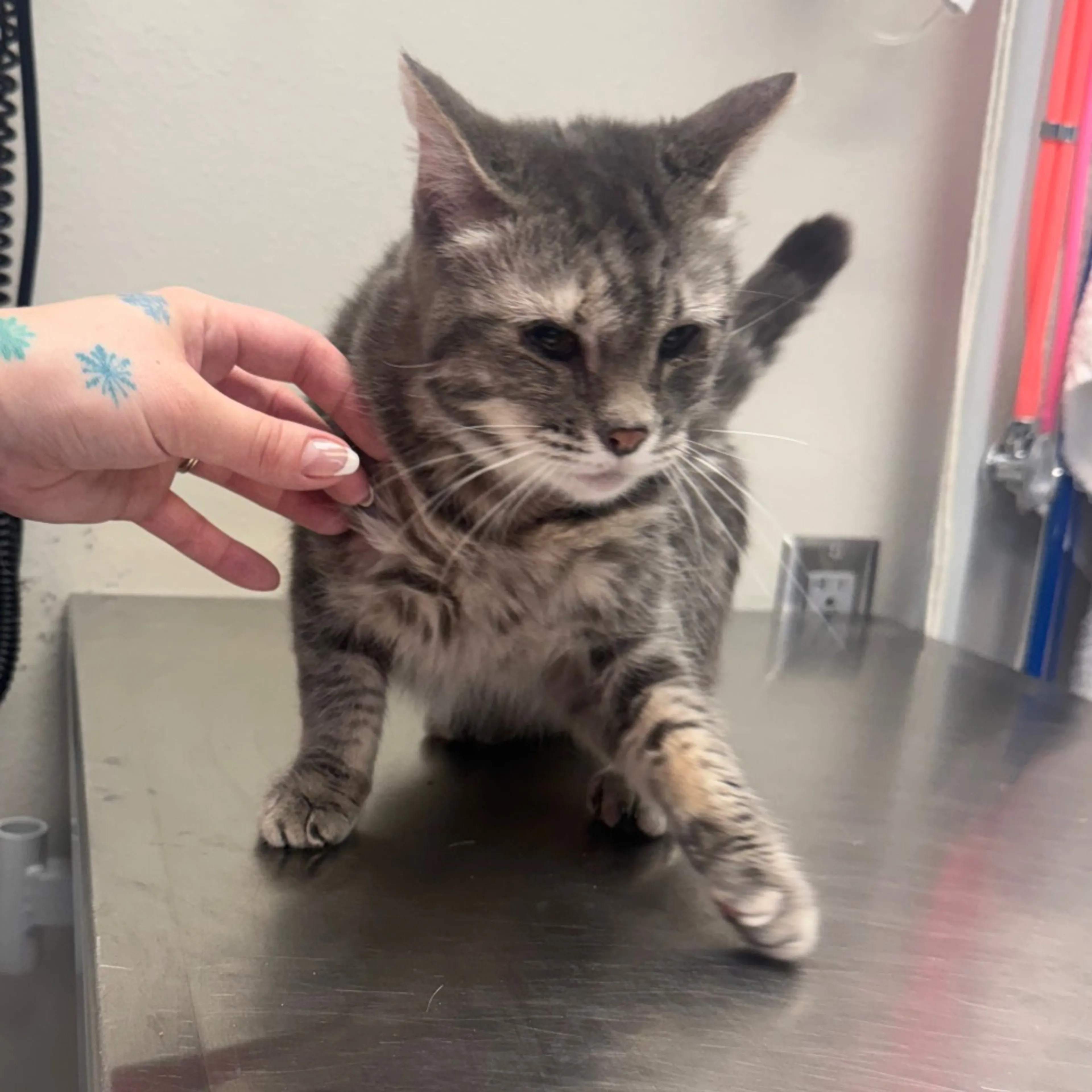 Found pet-2