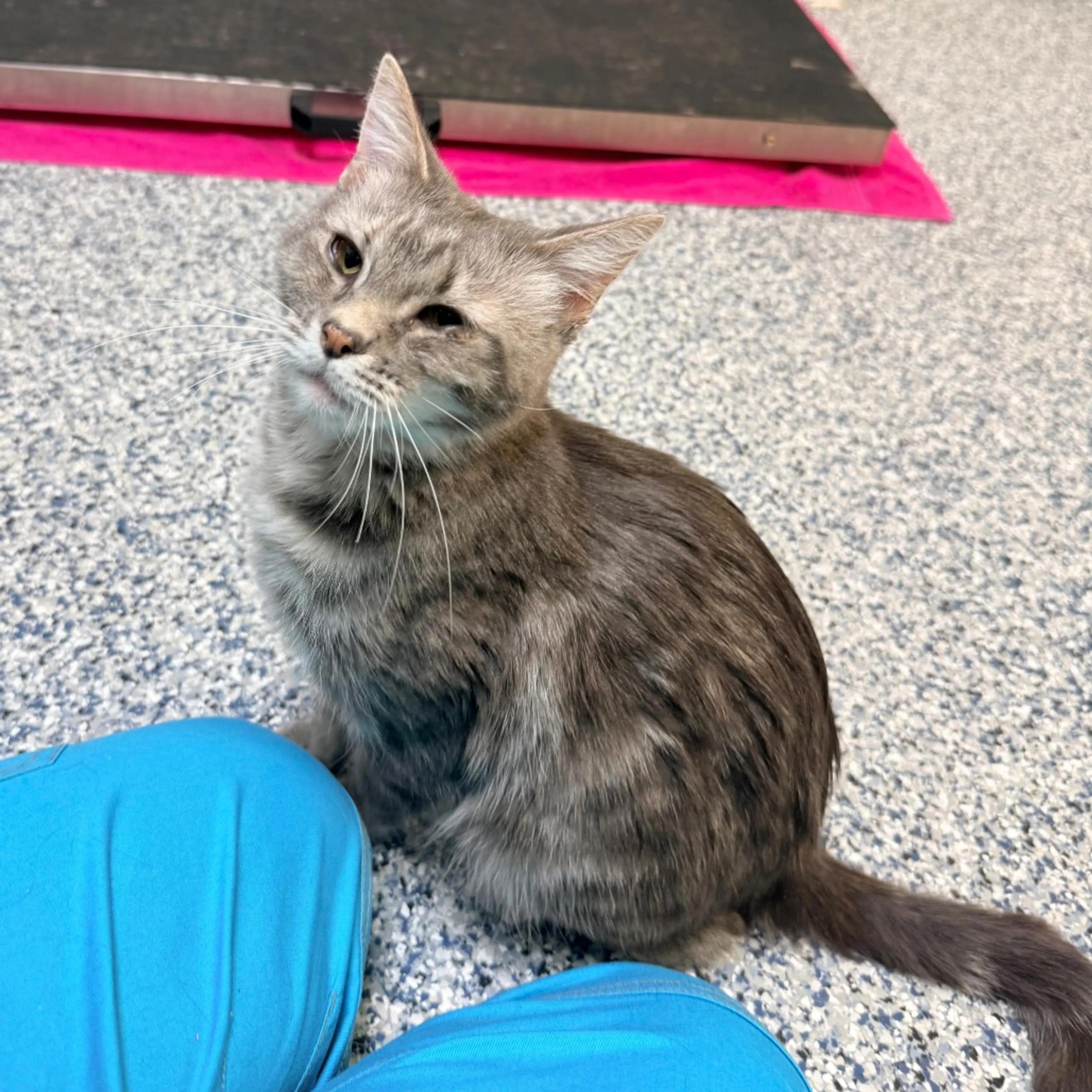 Found pet-4