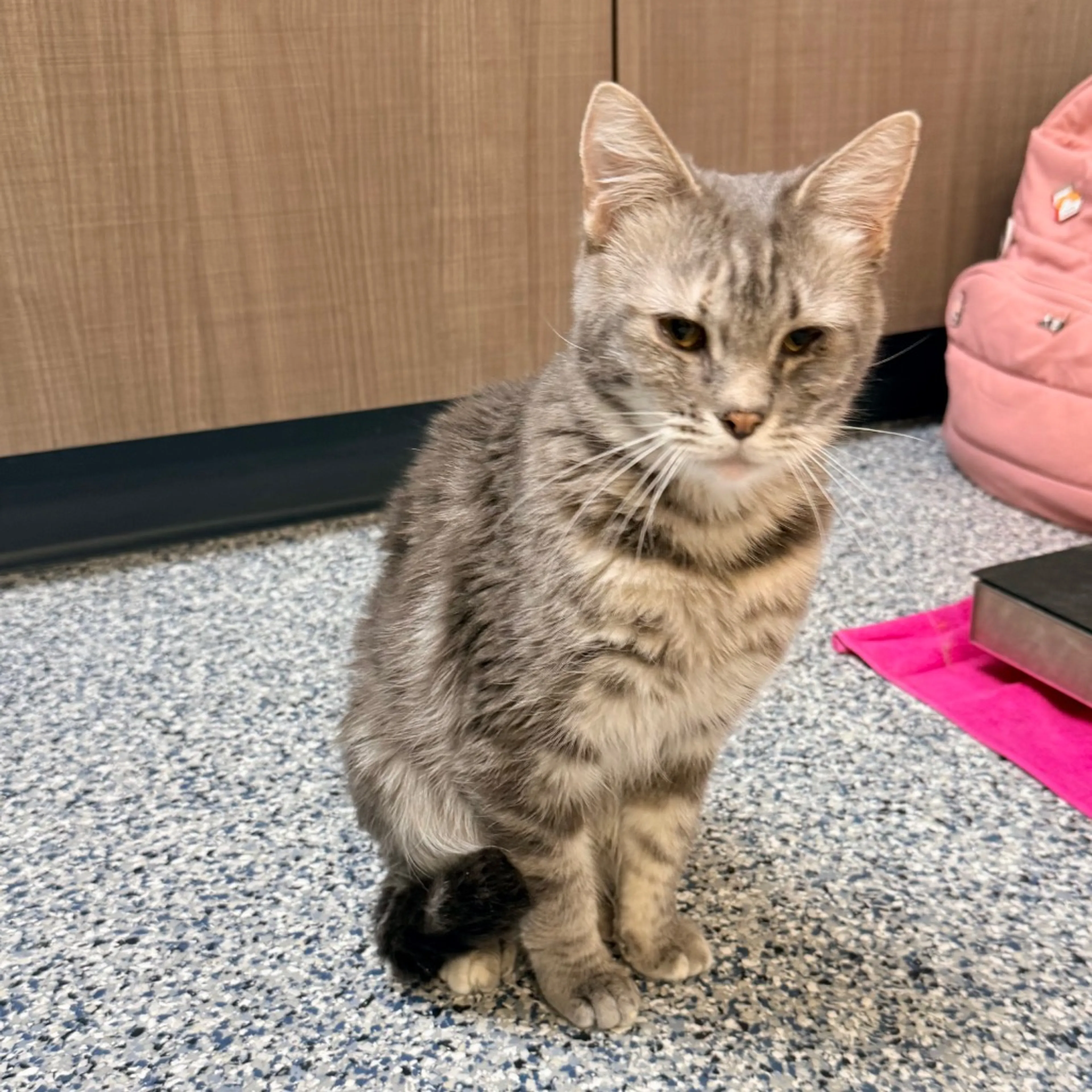 Found pet-3