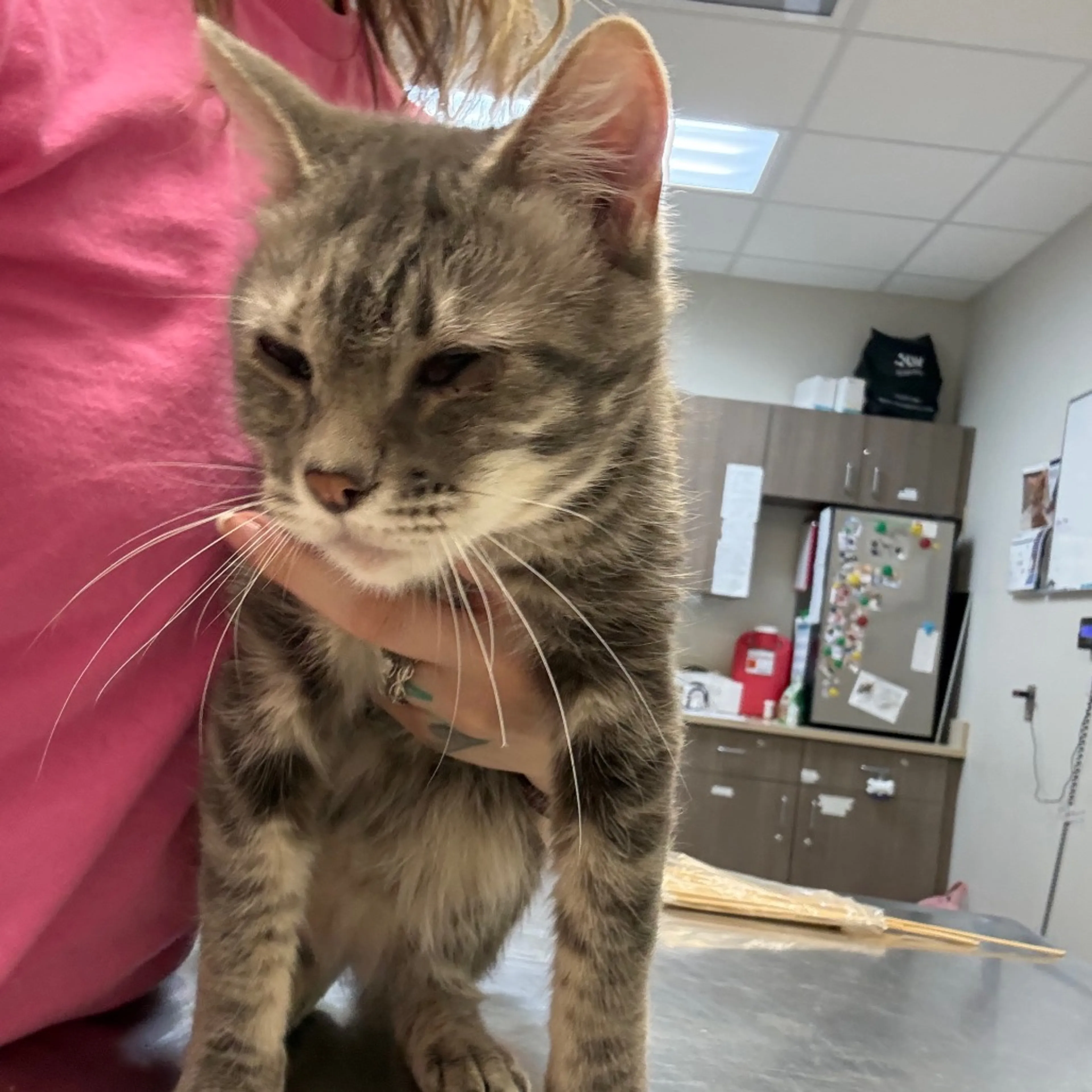 Found pet-1
