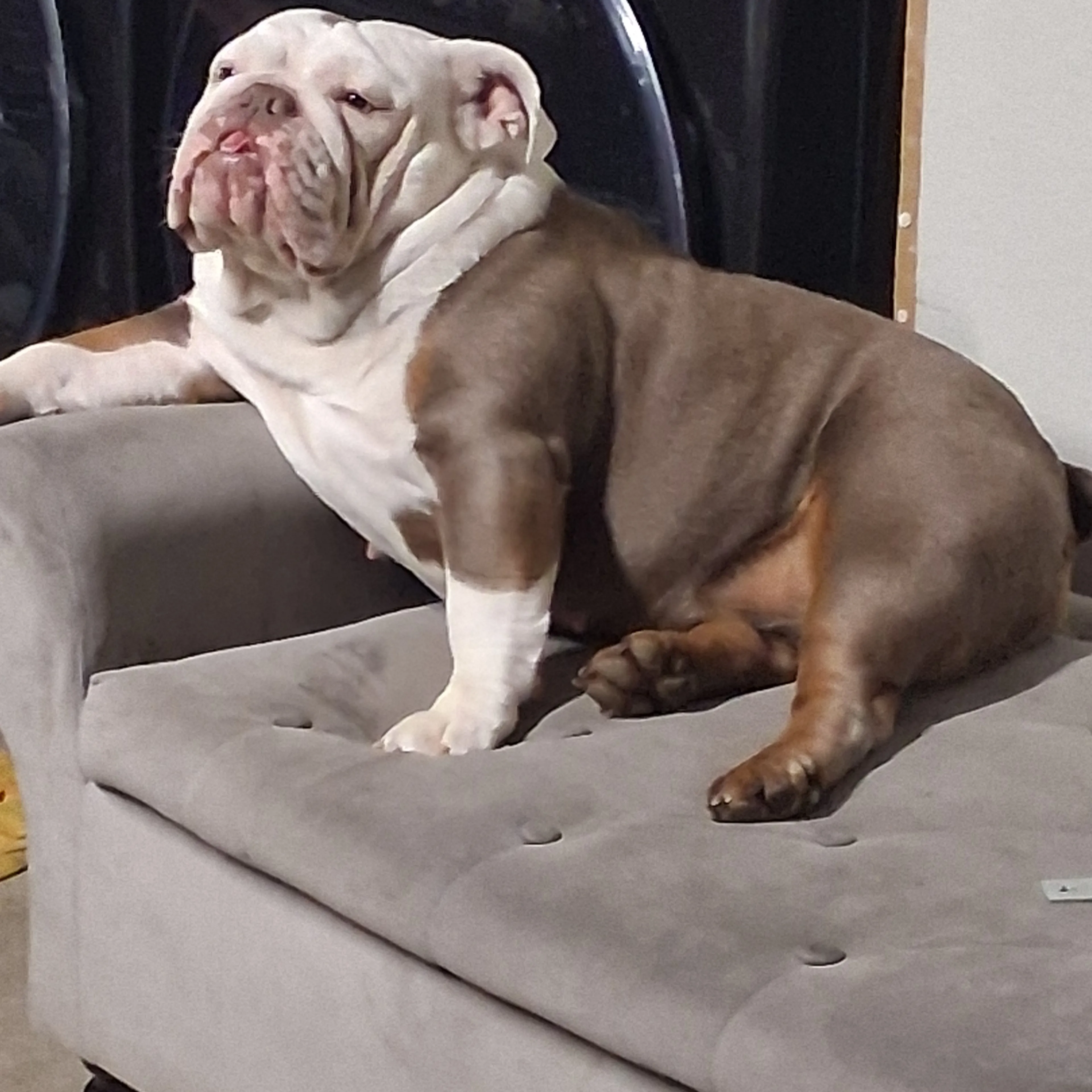Lost pet-1