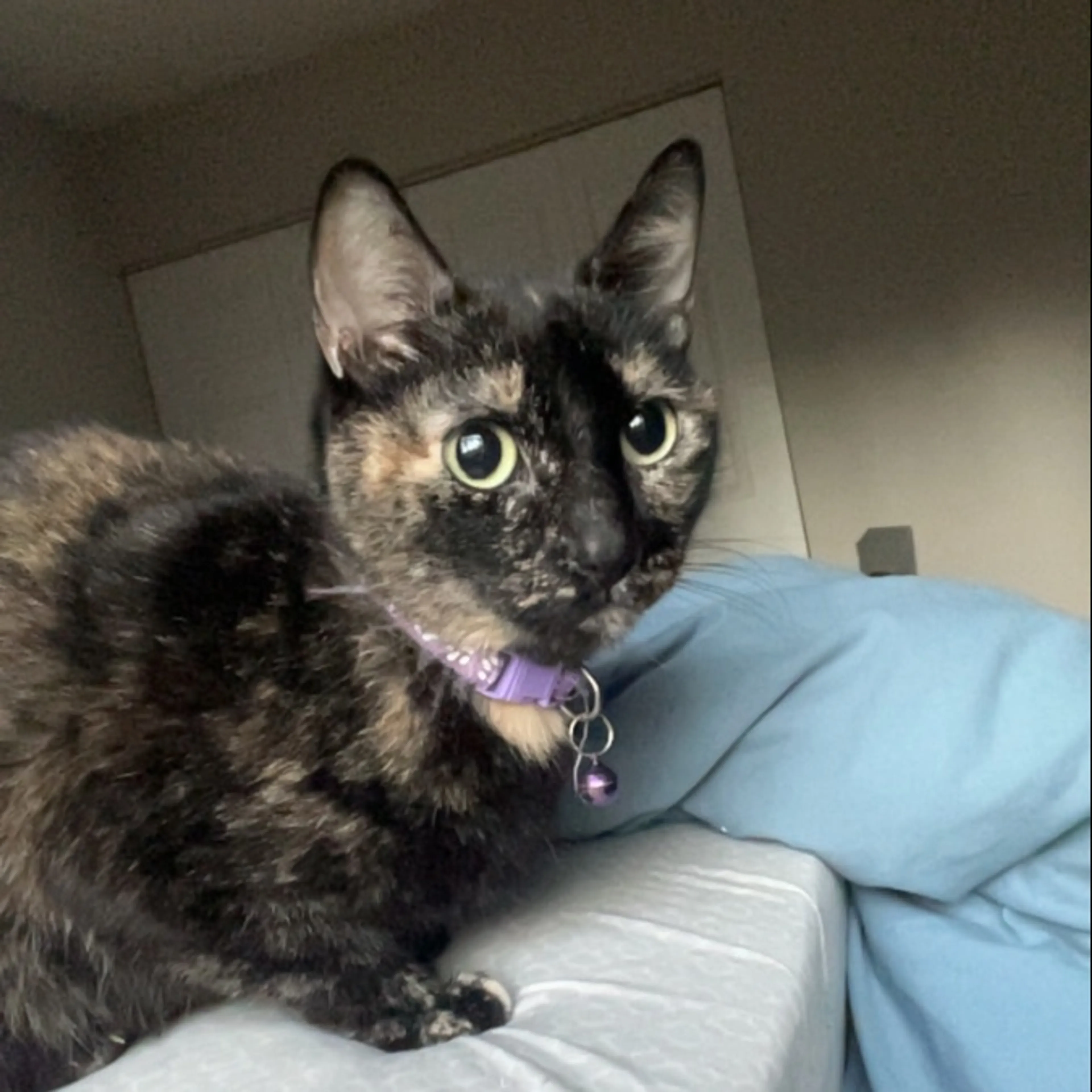 Lost pet