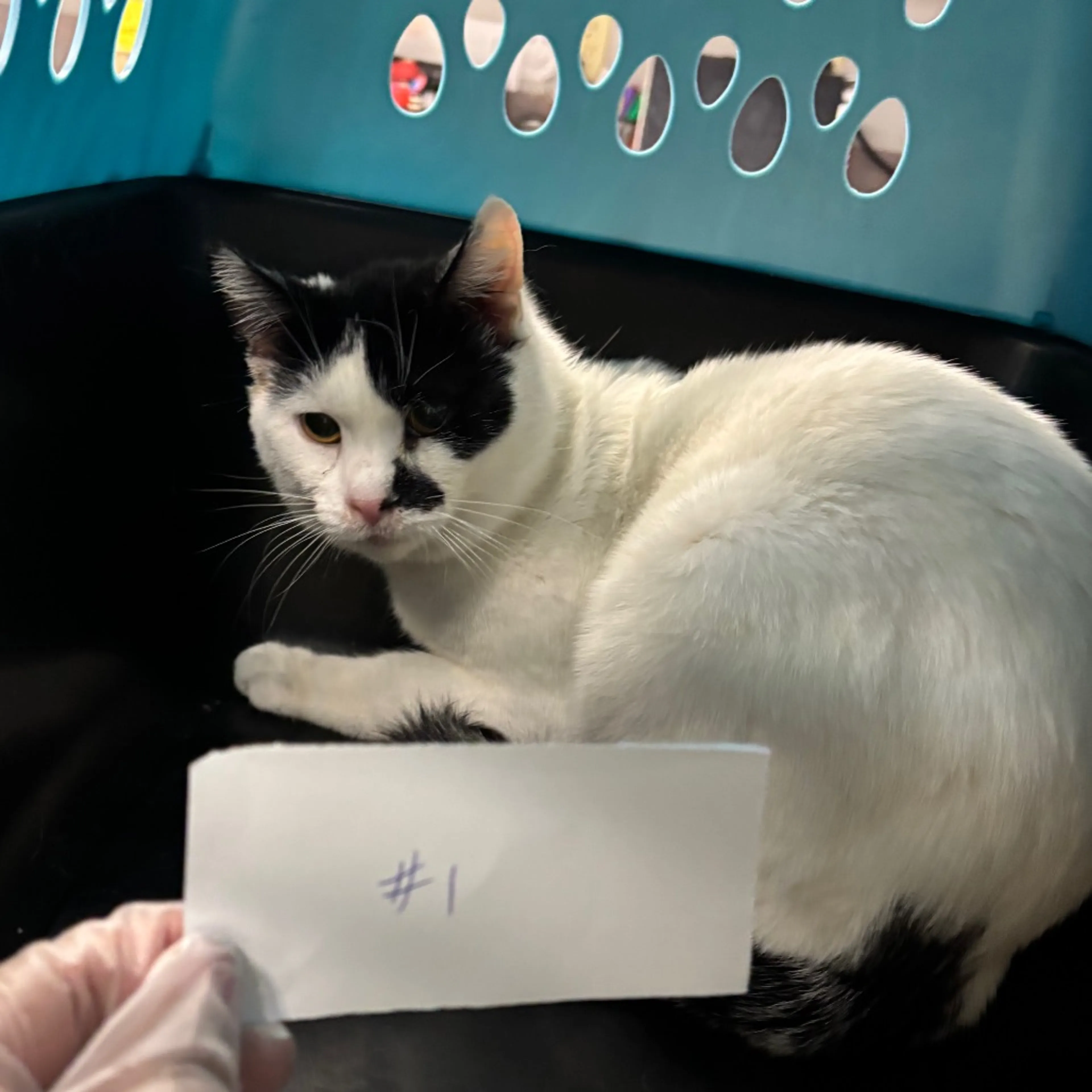 Found pet-0