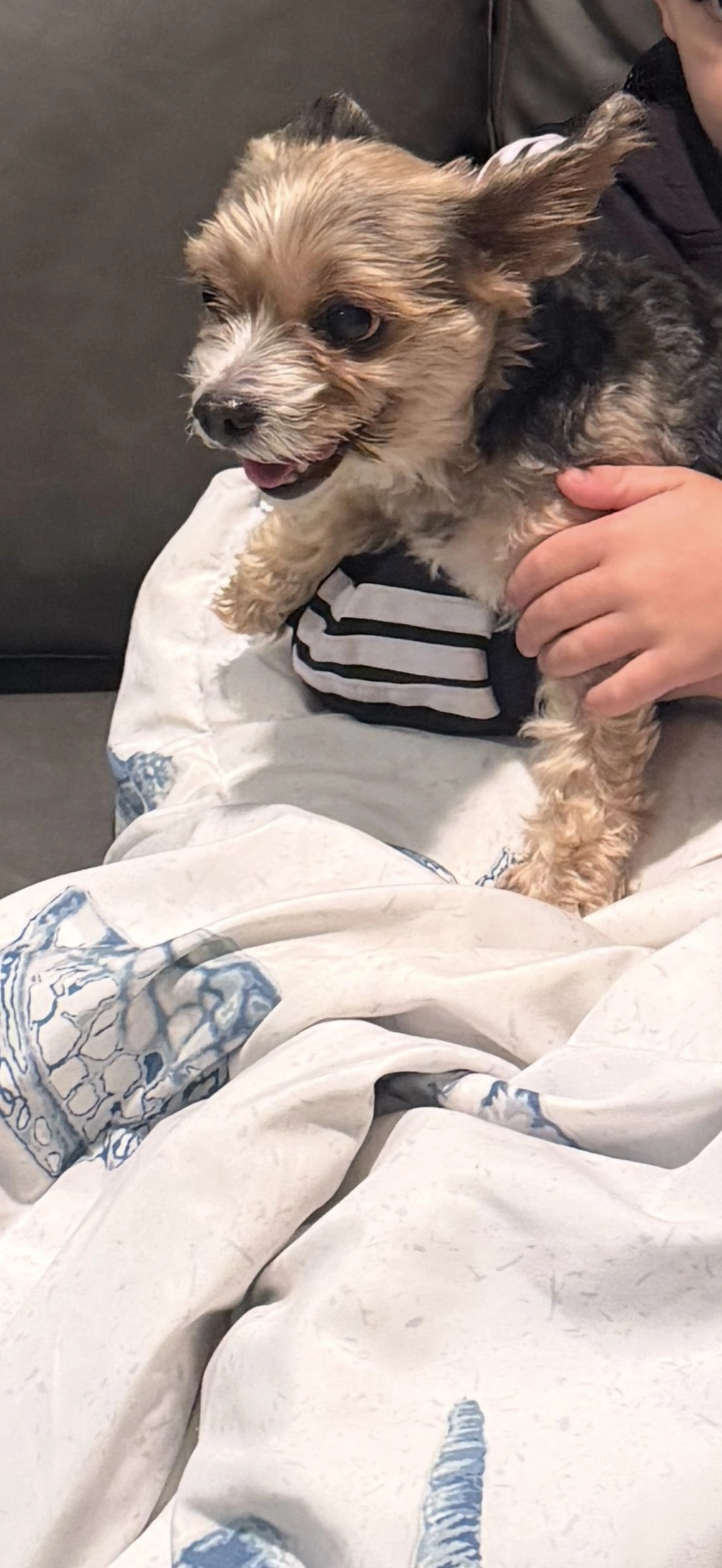 Lost pet