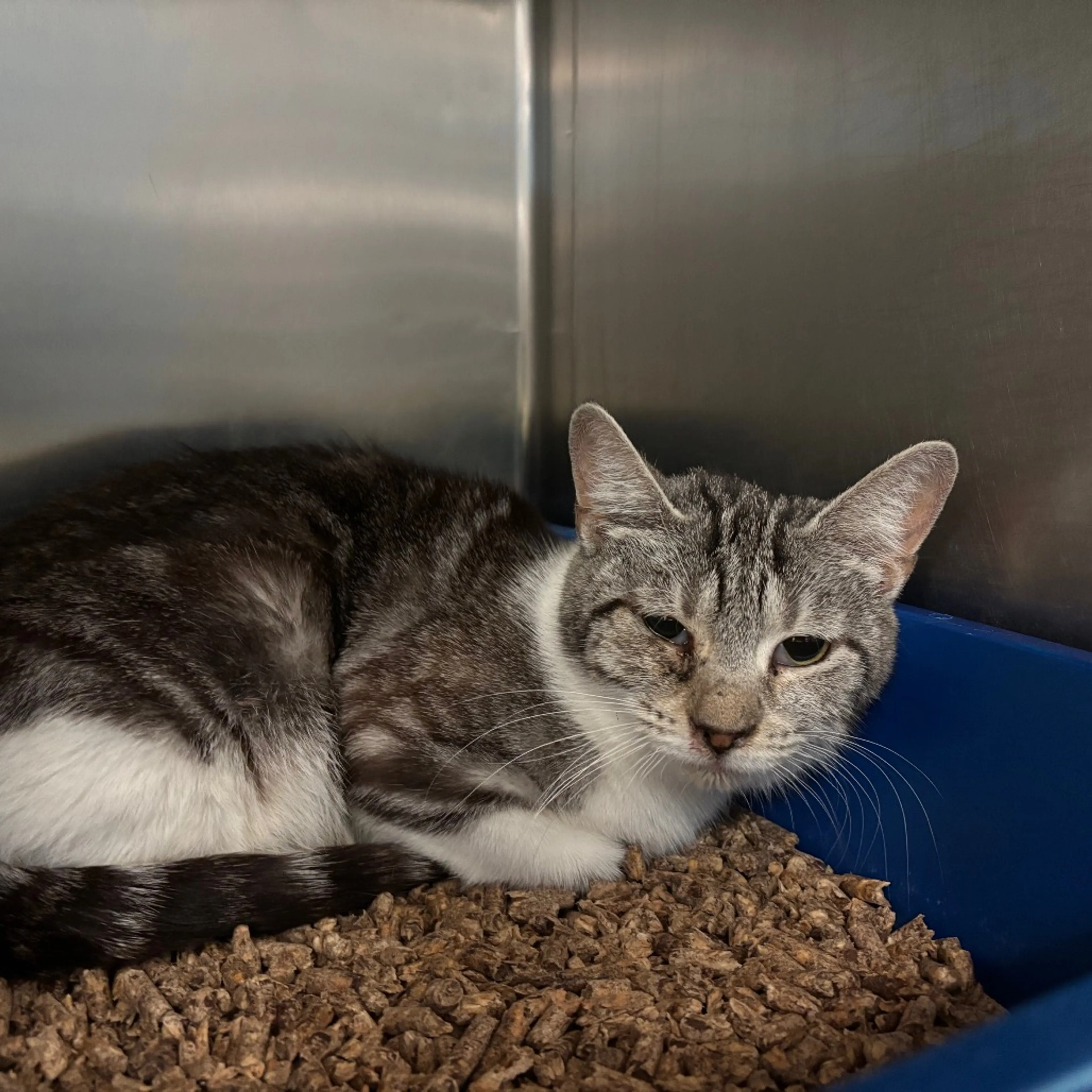 Found pet-1