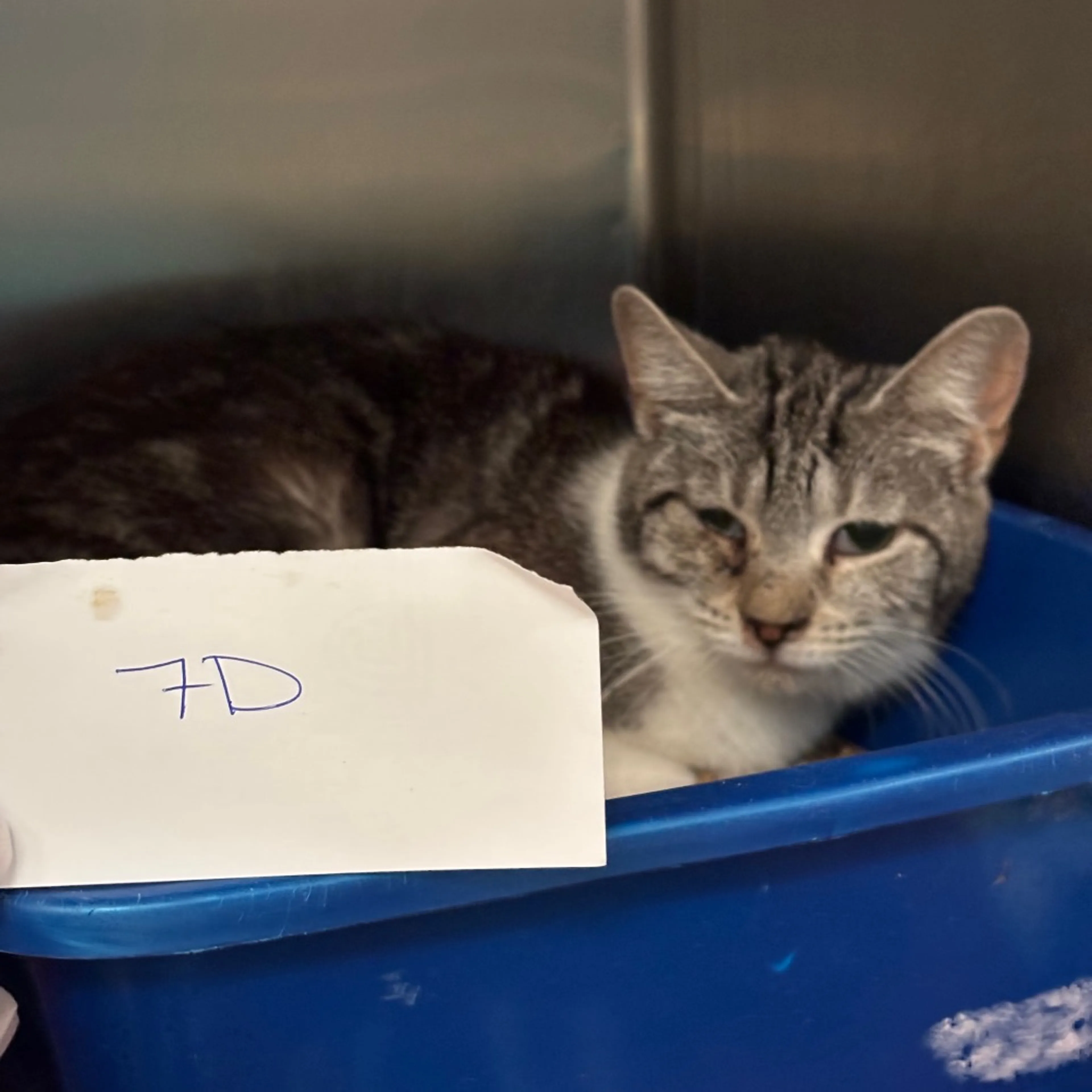 Found pet-0