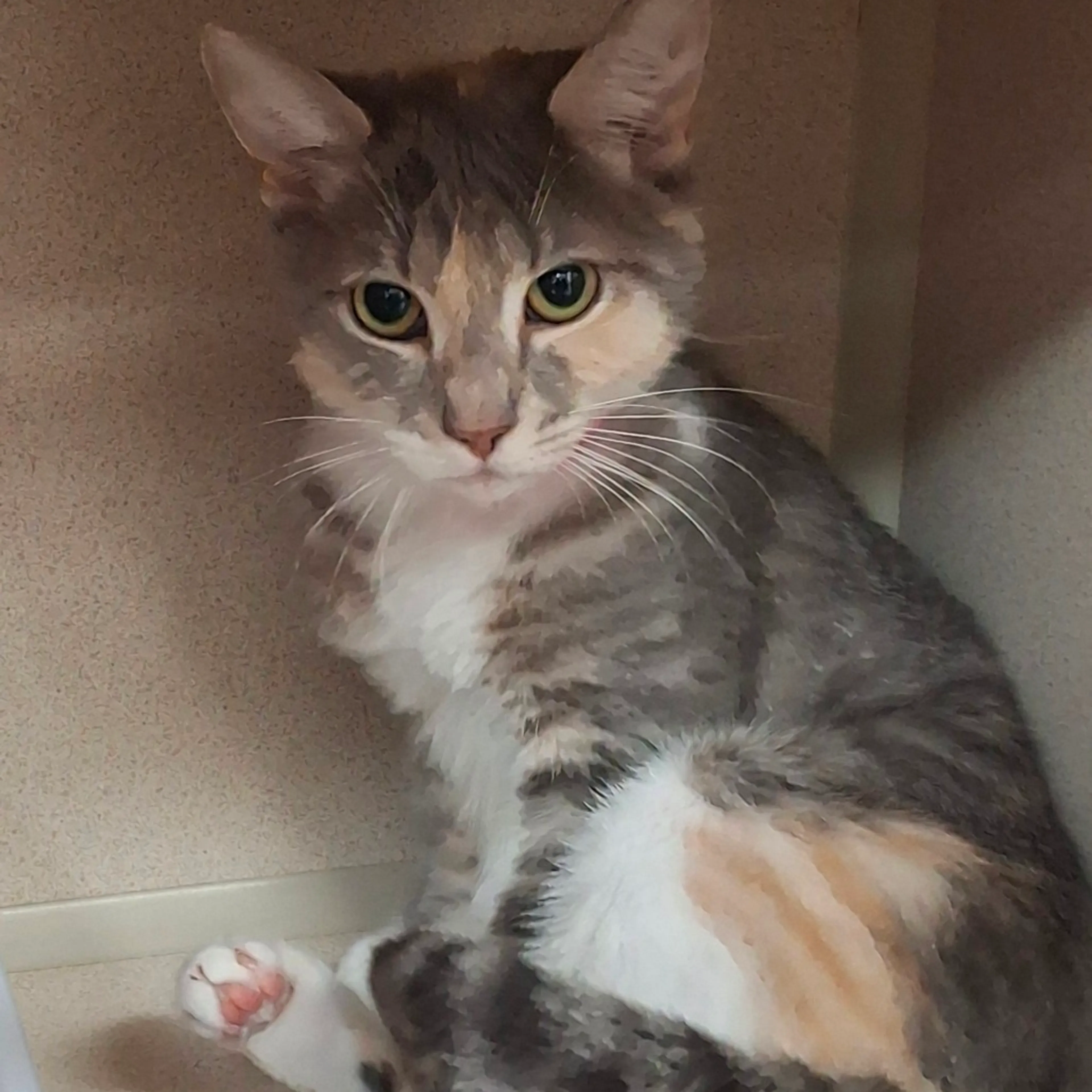 Found pet-1