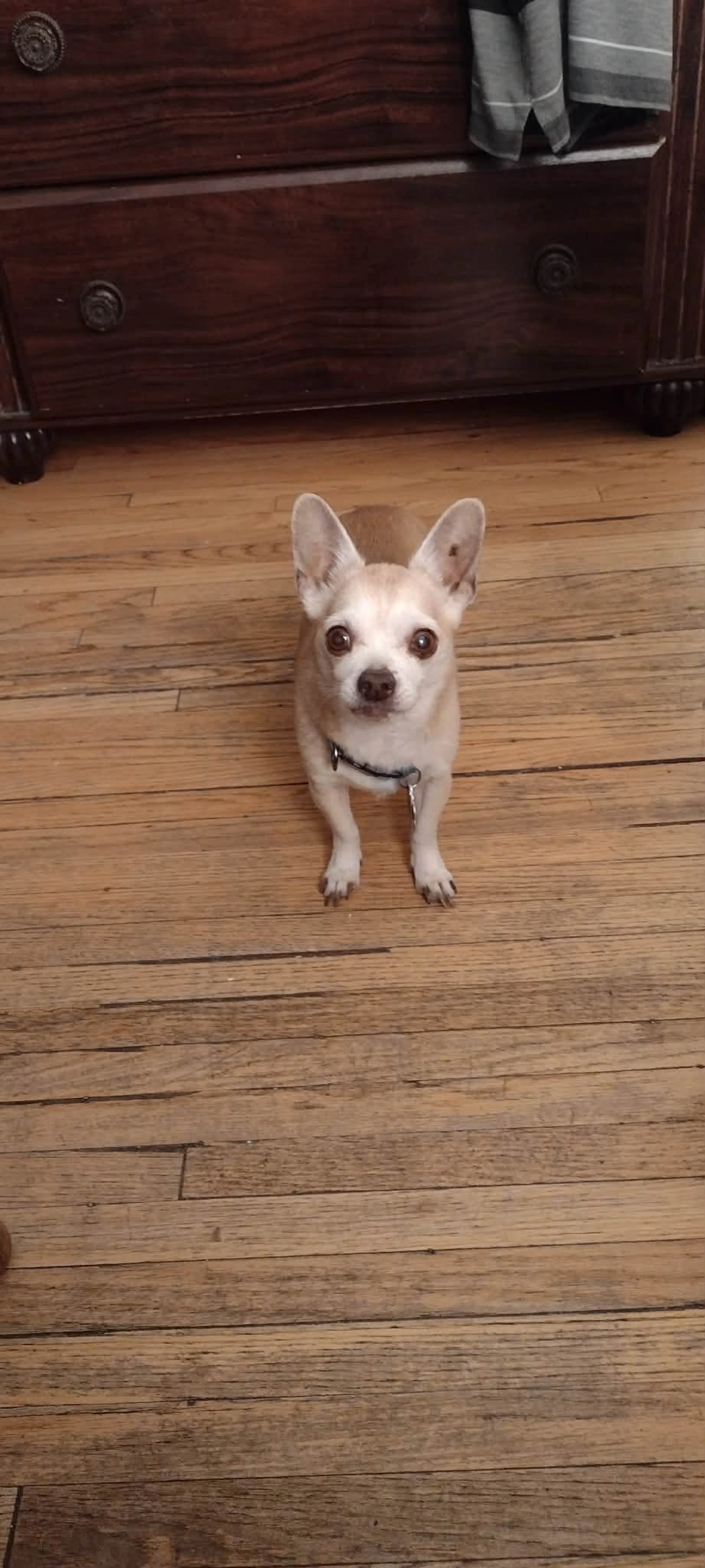 Lost pet