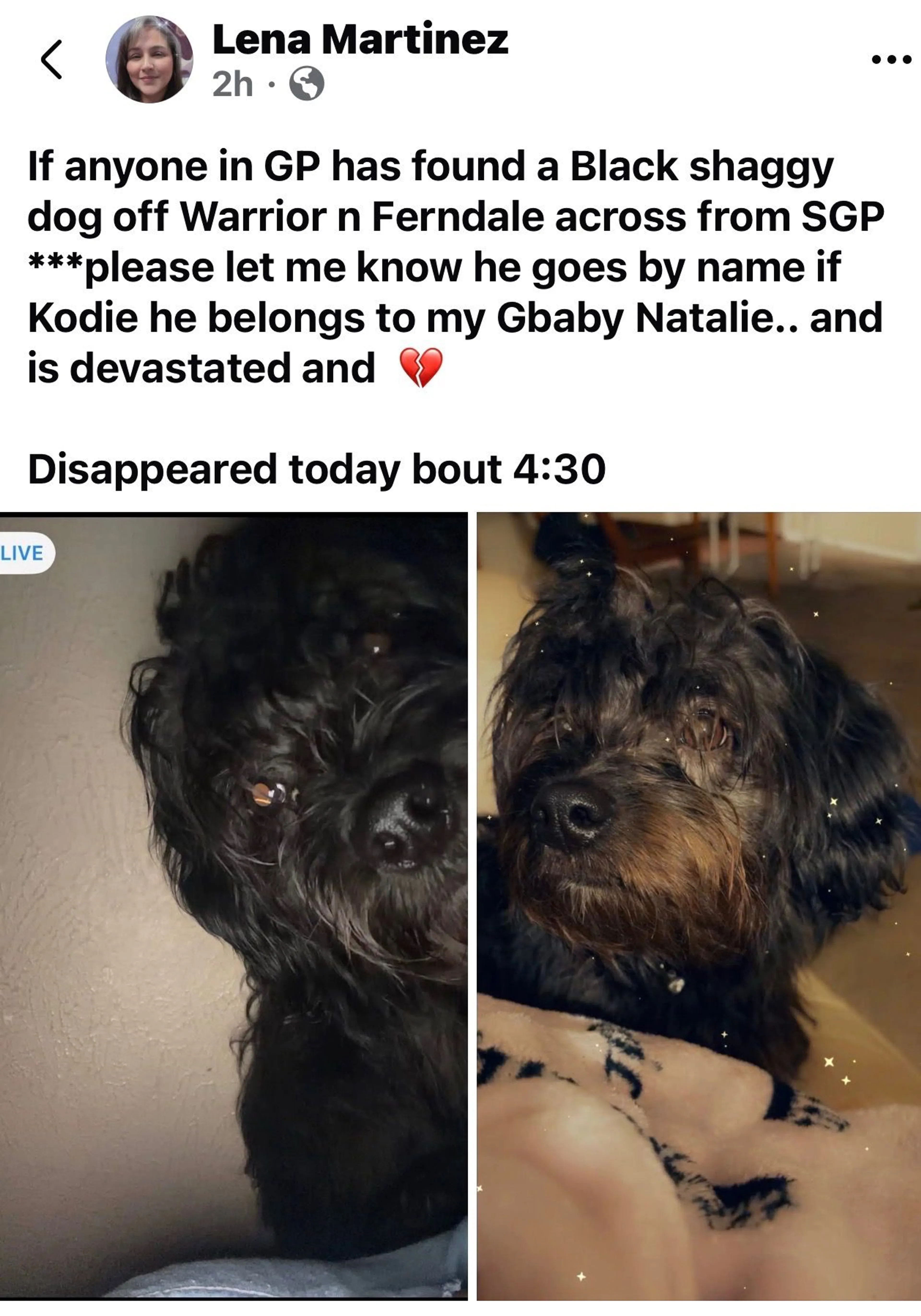 Lost pet