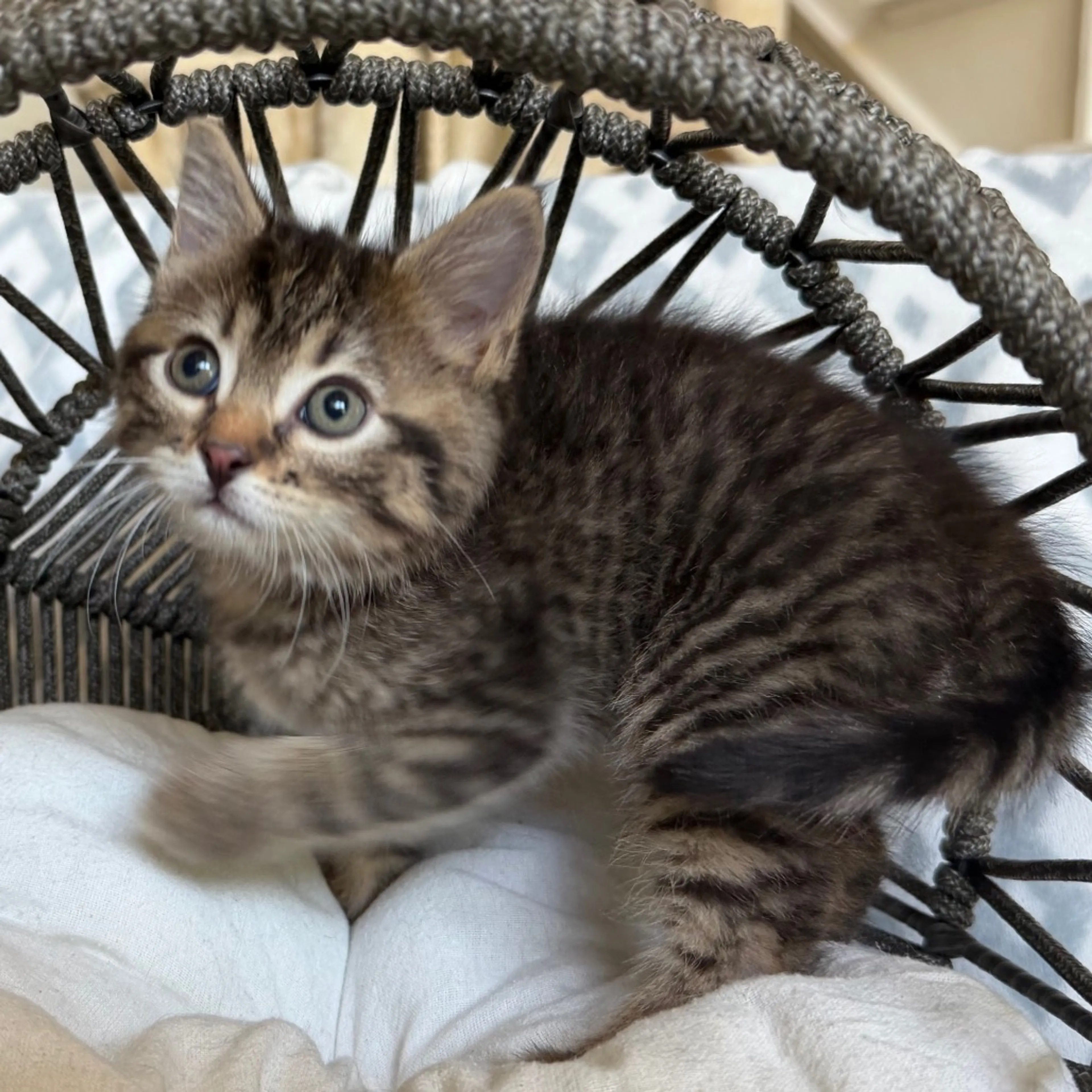 Found pet-4