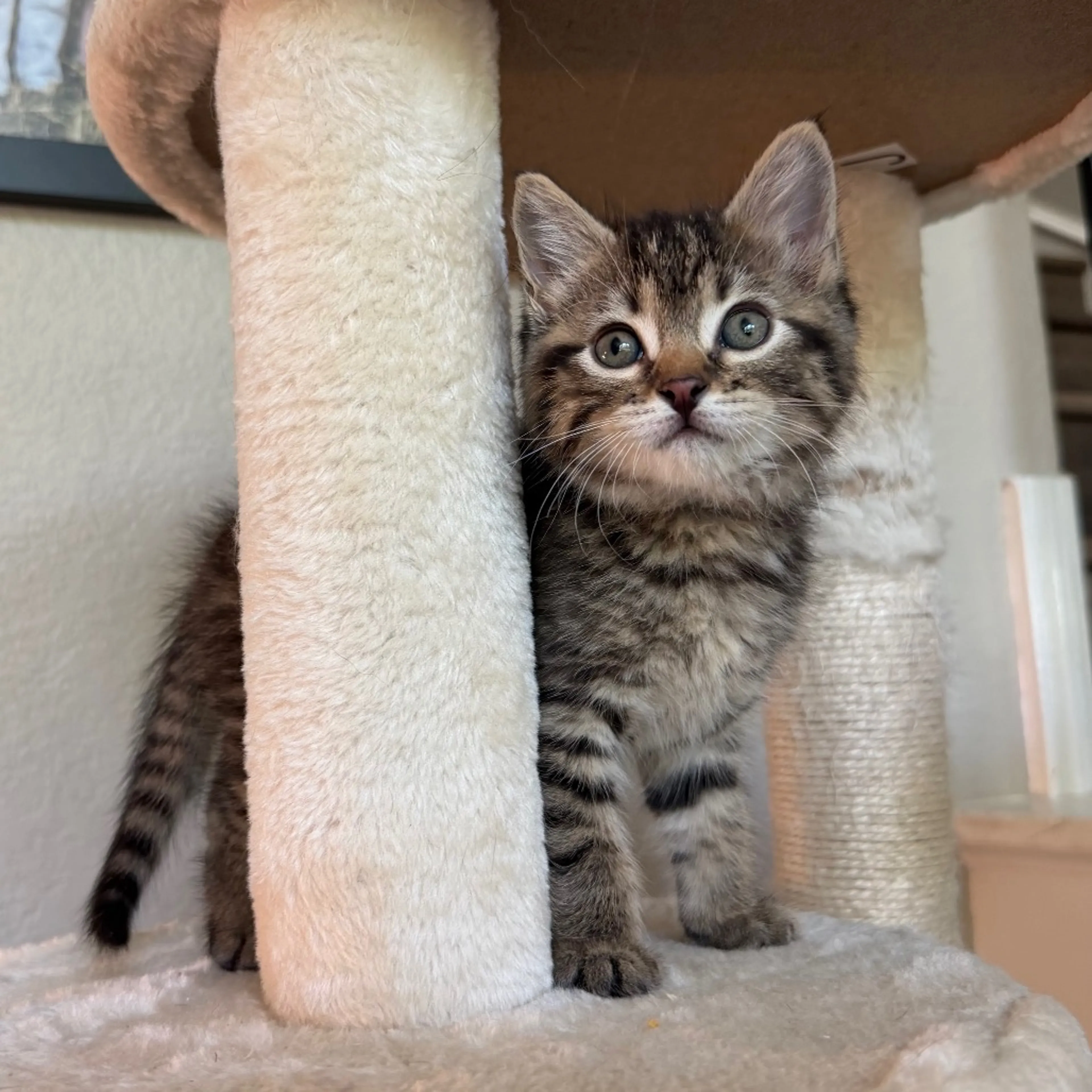 Found pet-1
