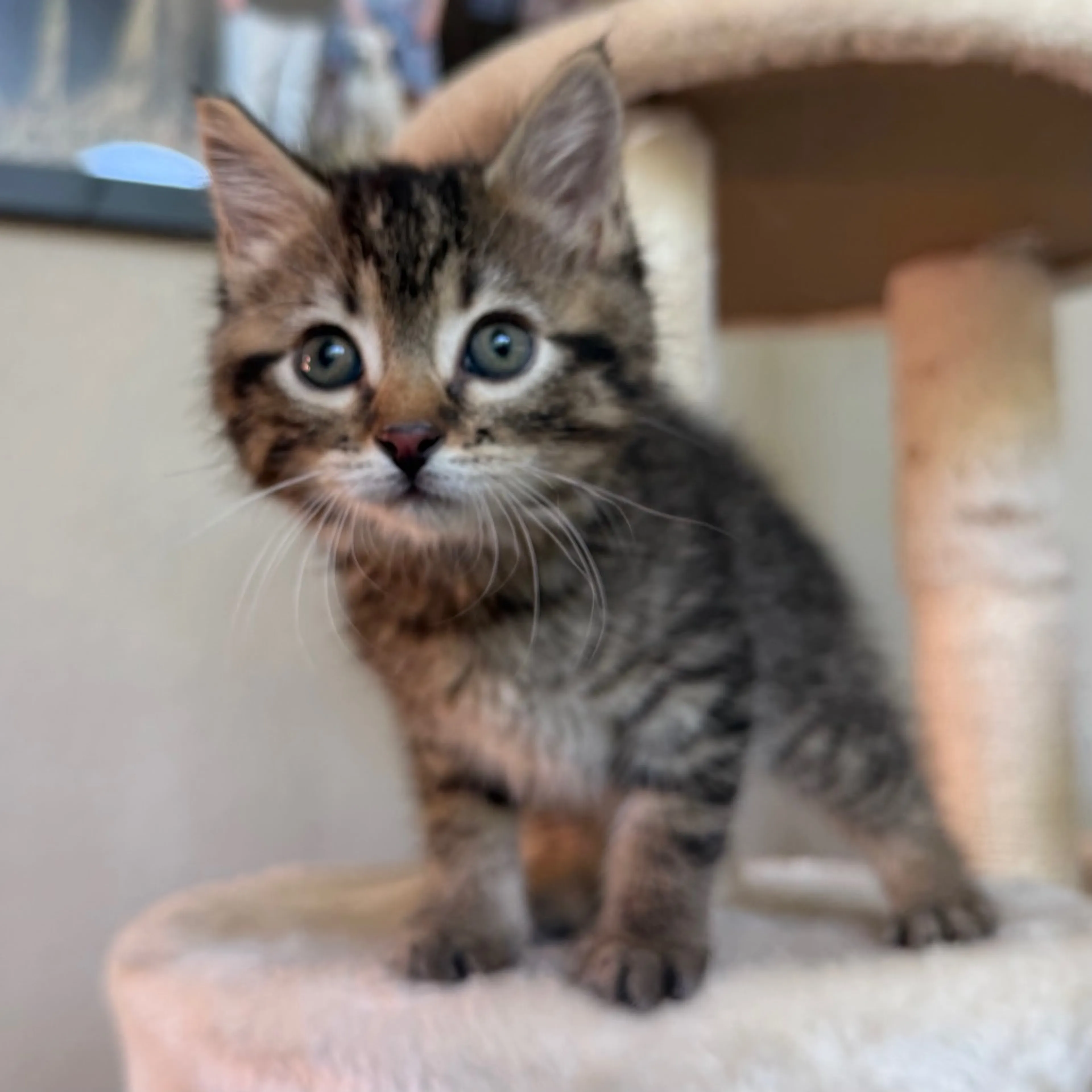 Found pet-2