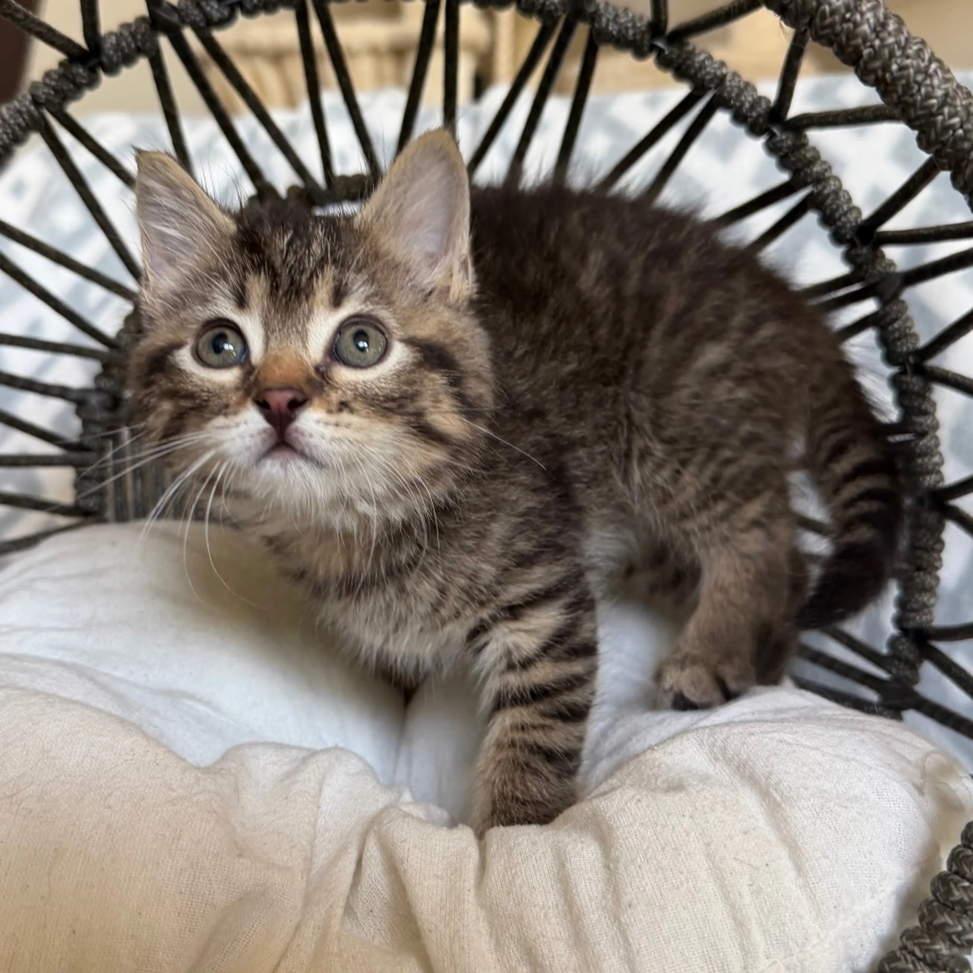 Found pet-3