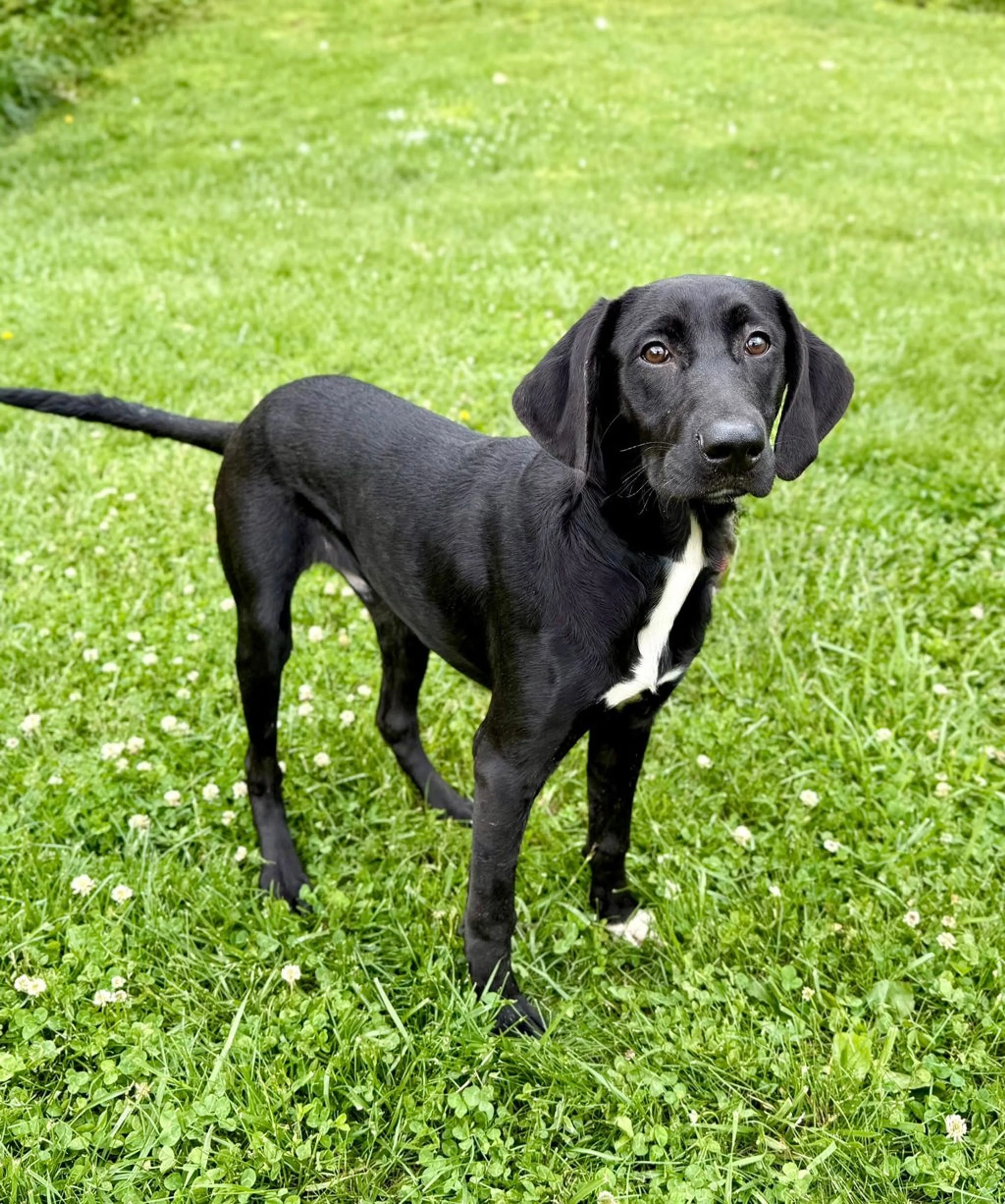 Found pet-5