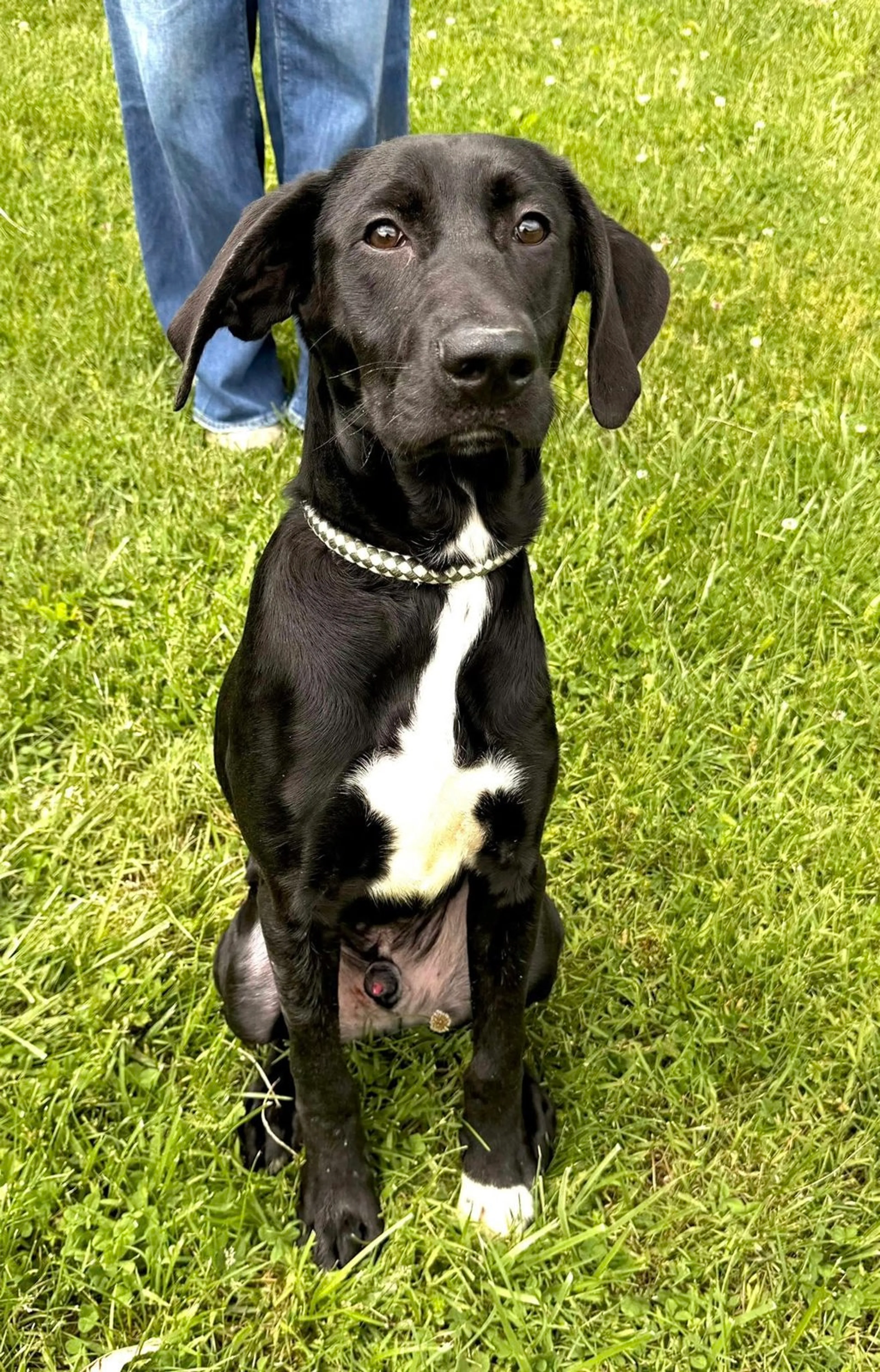 Found pet-1