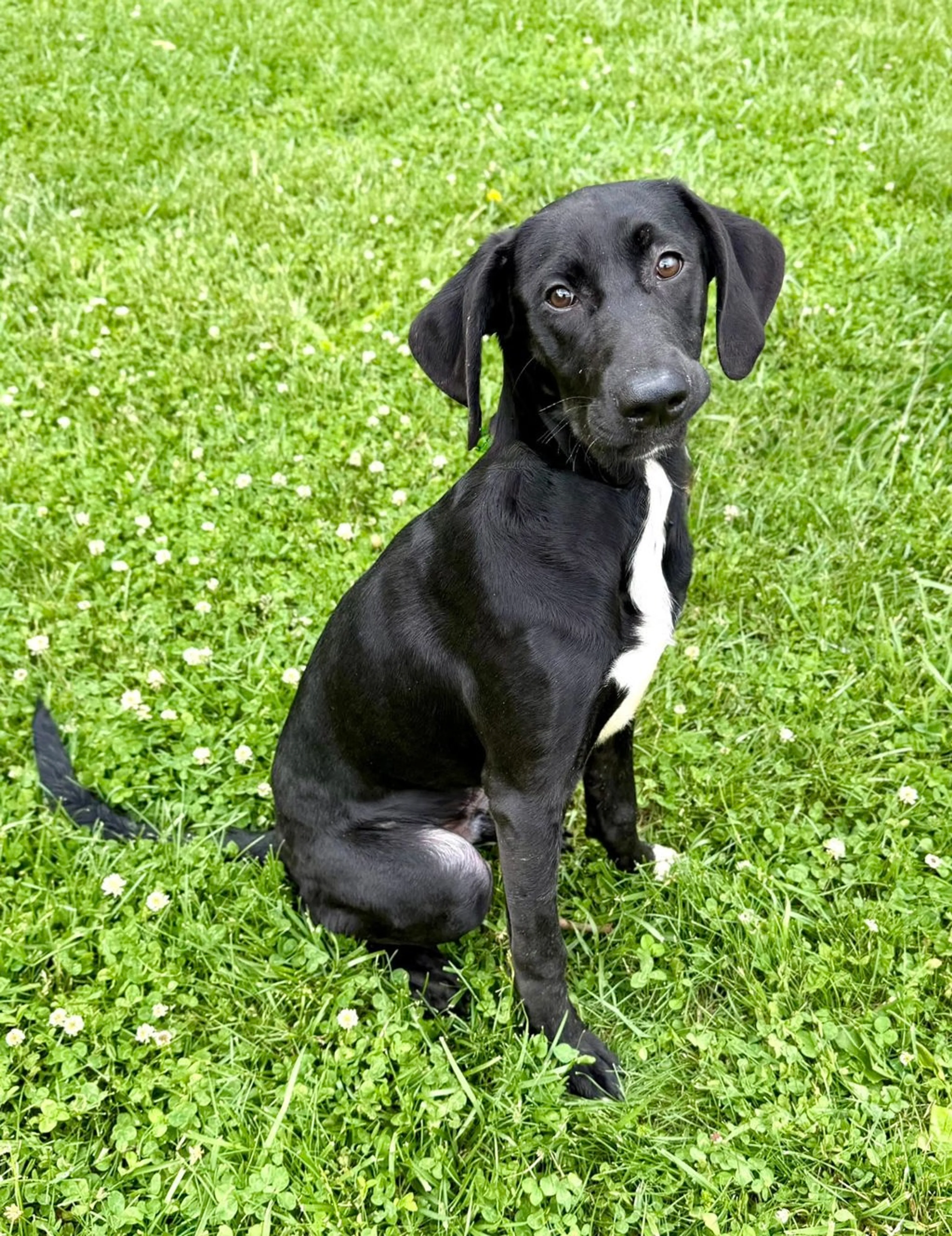 Found pet-2