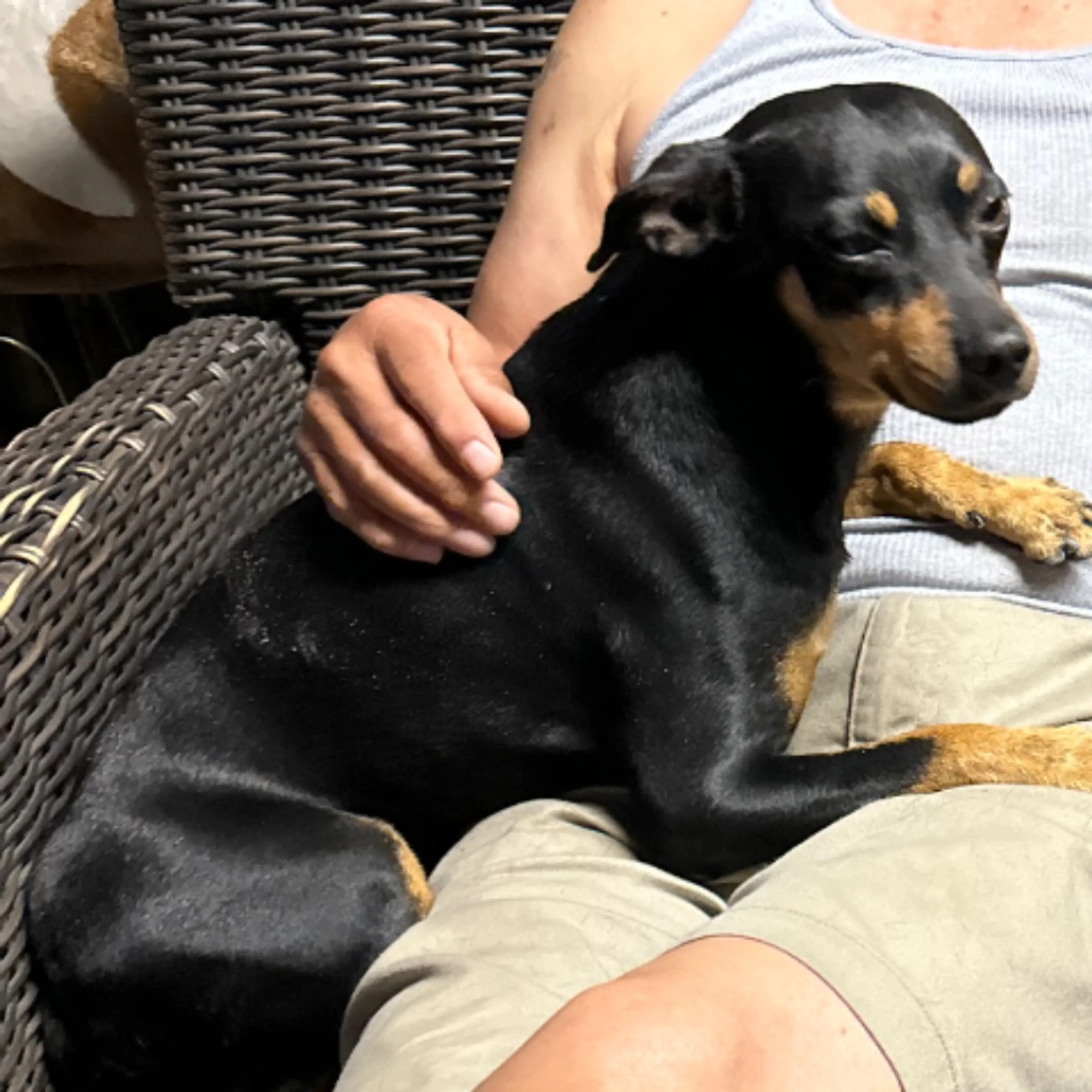 Lost pet