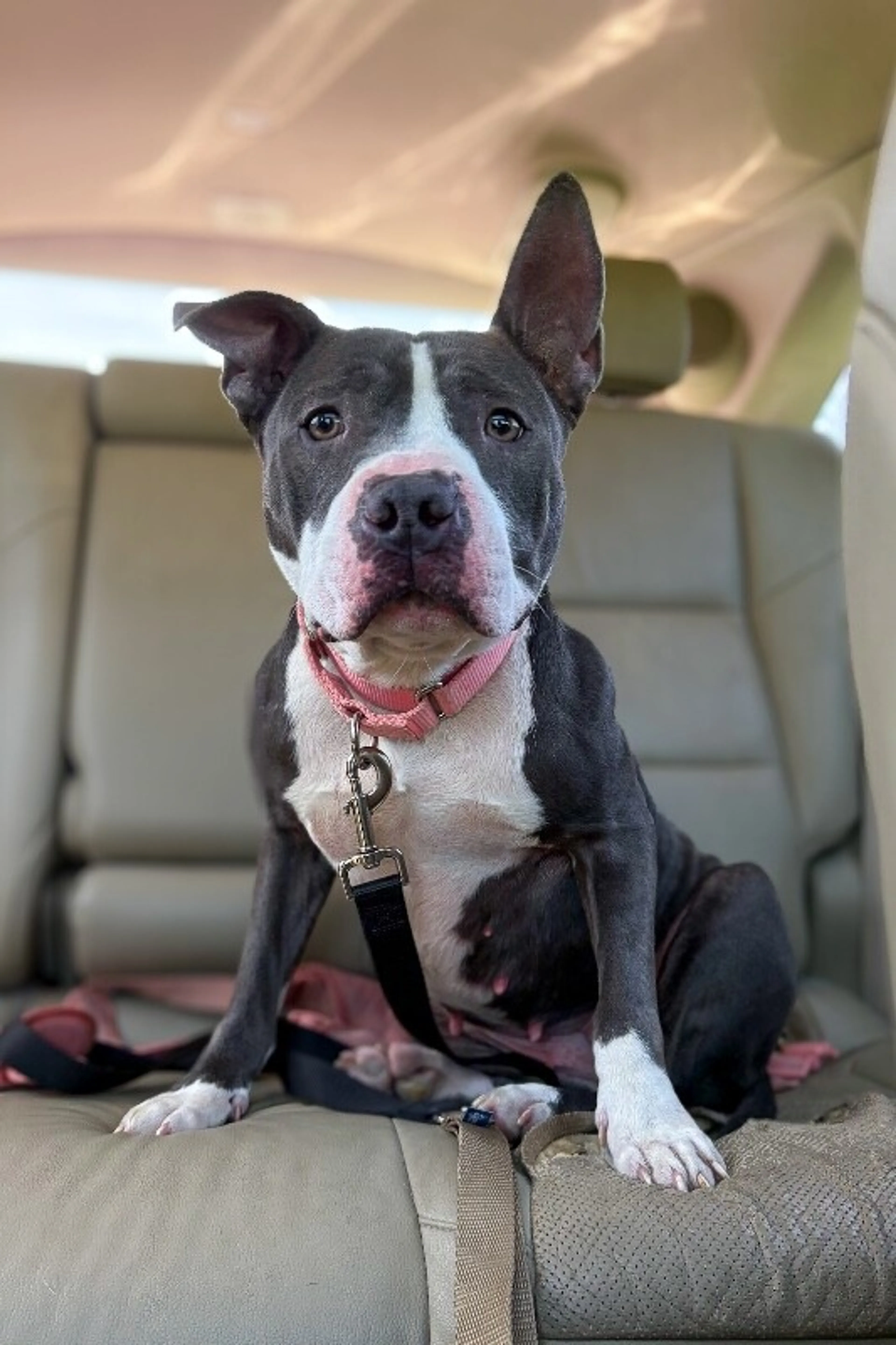 Found pet-4
