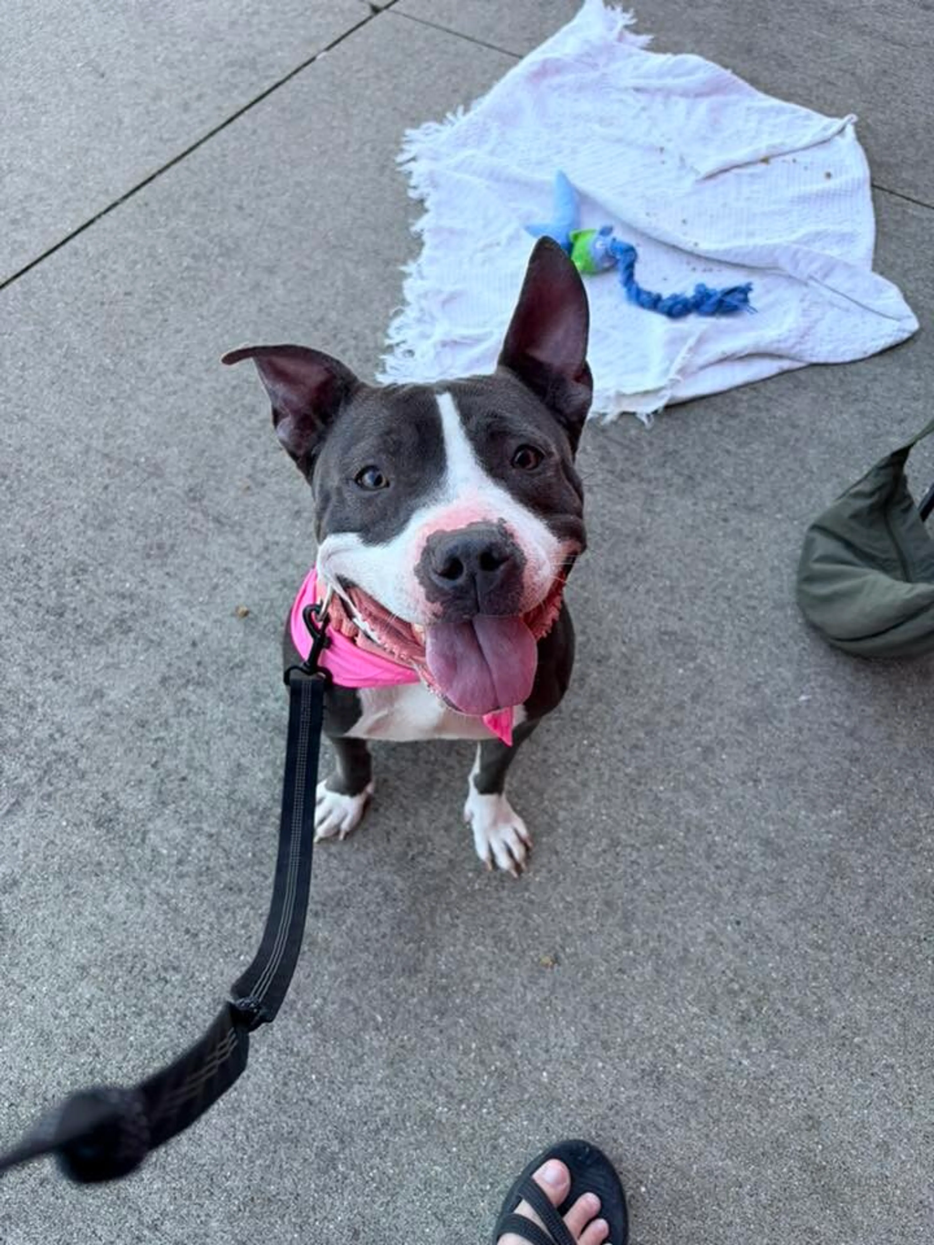 Found pet-5