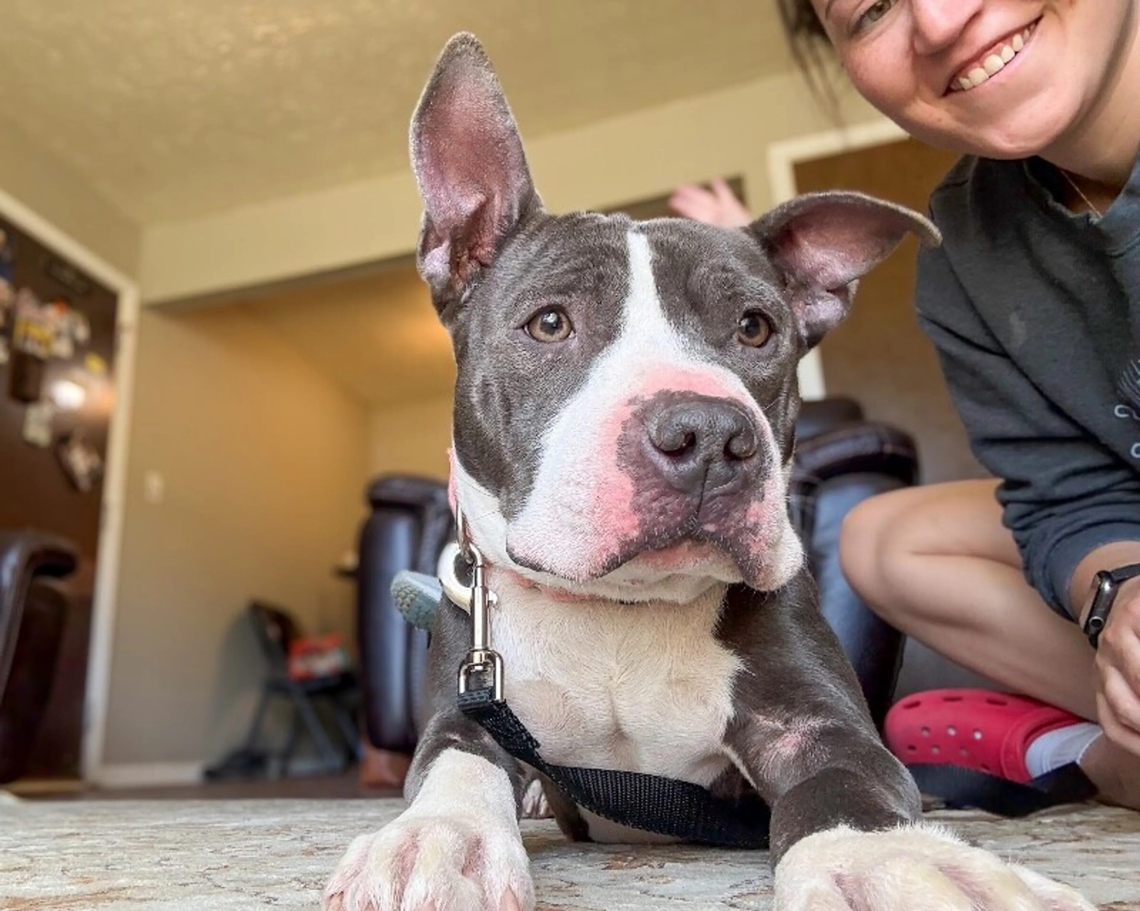 Found pet-7