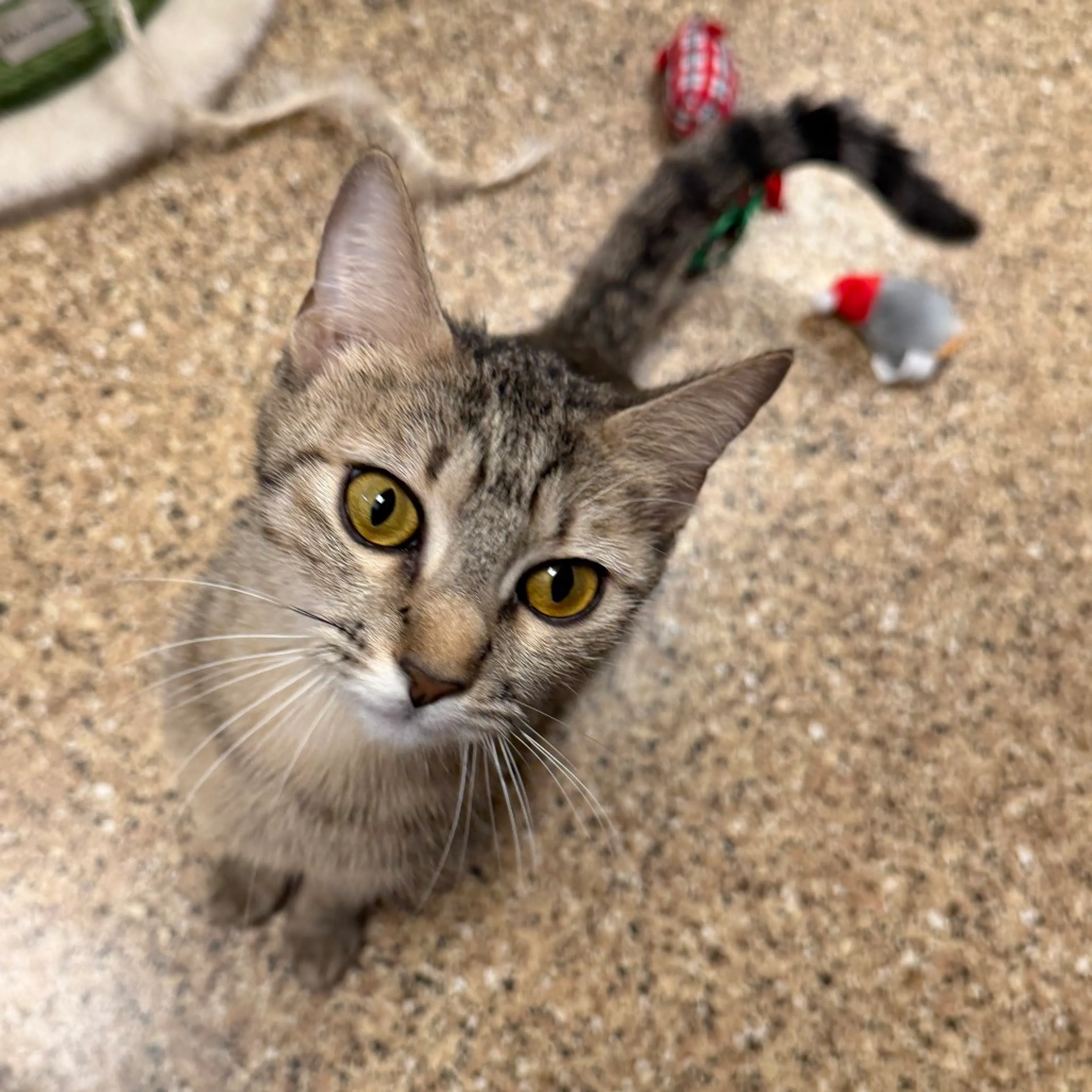 Found pet-1