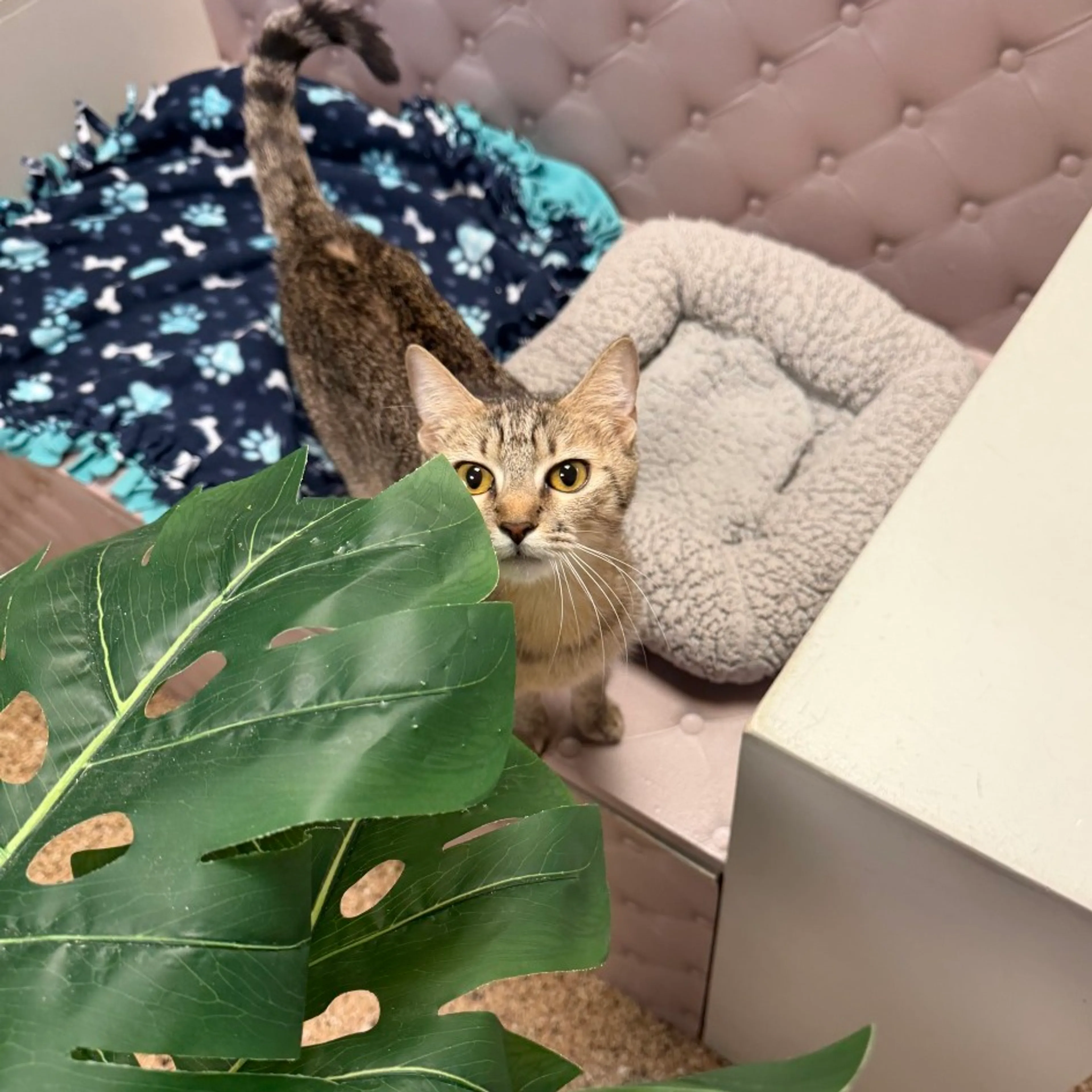 Found pet-0